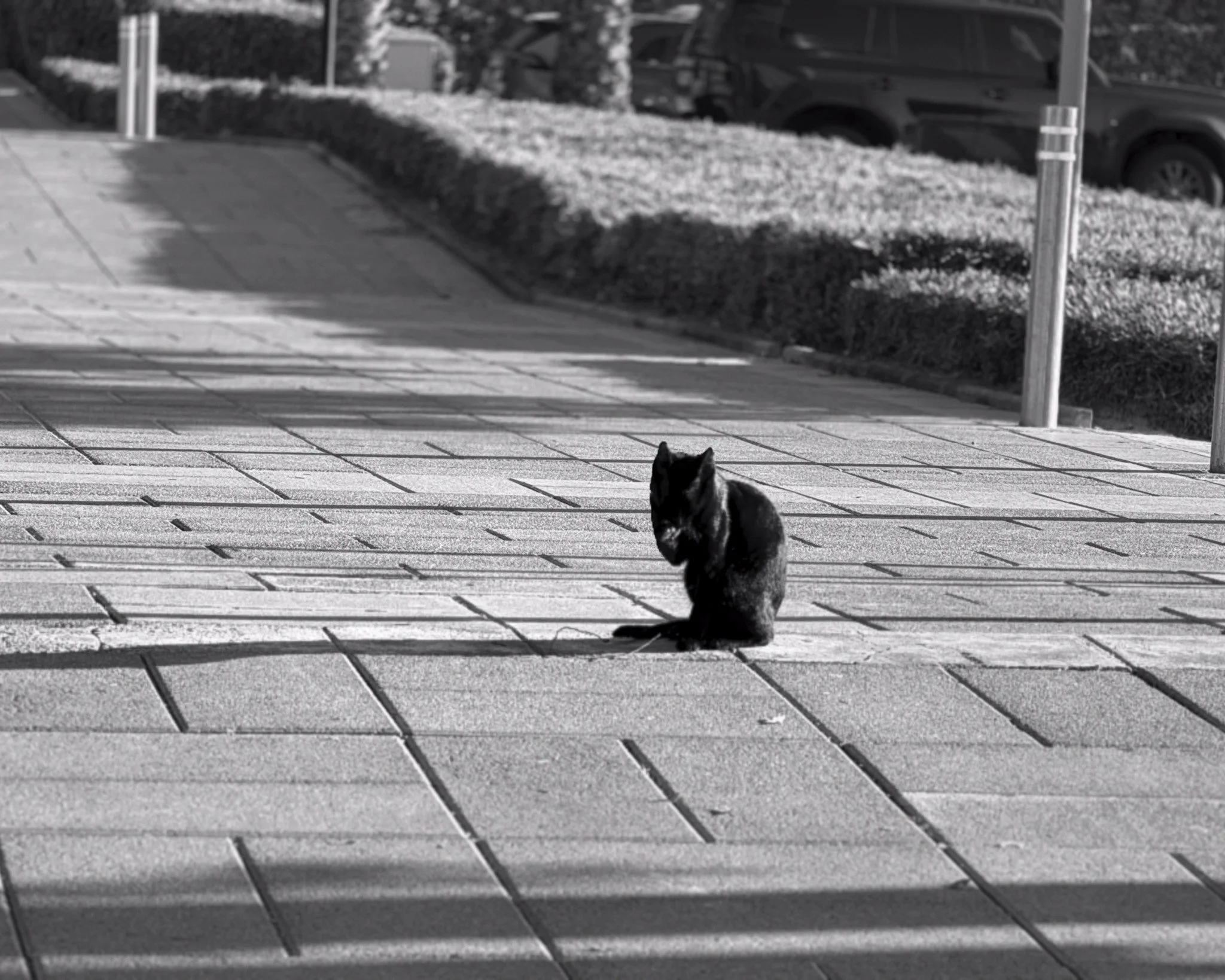 A black cat in the first sun · 8 January, 8:28 am