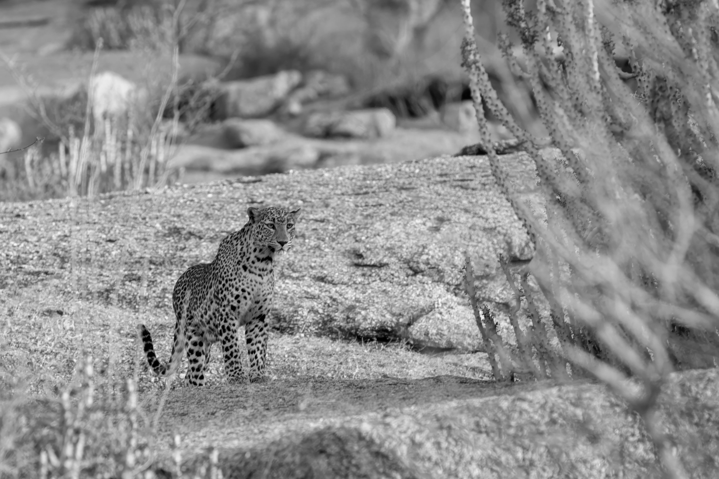 16_leopard_jawai_hills.jpg