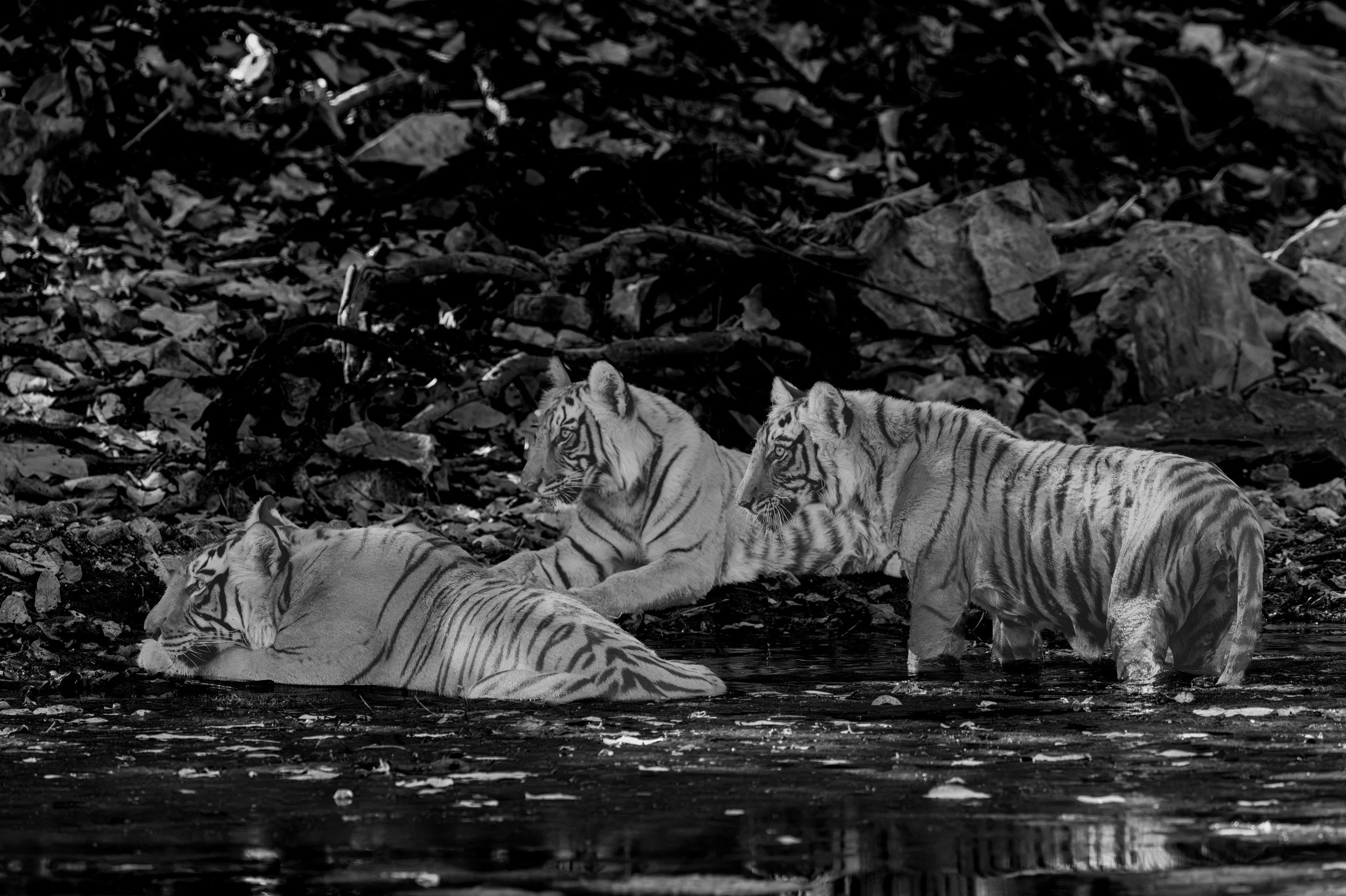 4:16 pm — two cubs face to face in the shallows