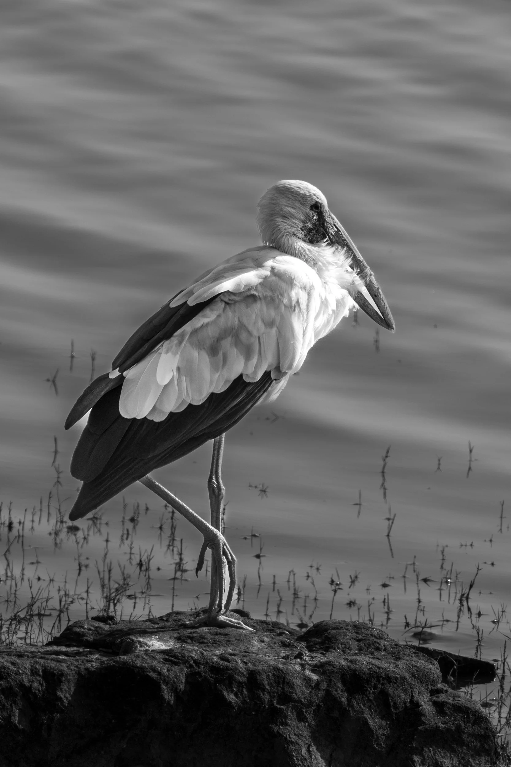 Openbill on a rock at the water’s edge · 9 April, 8:34 am