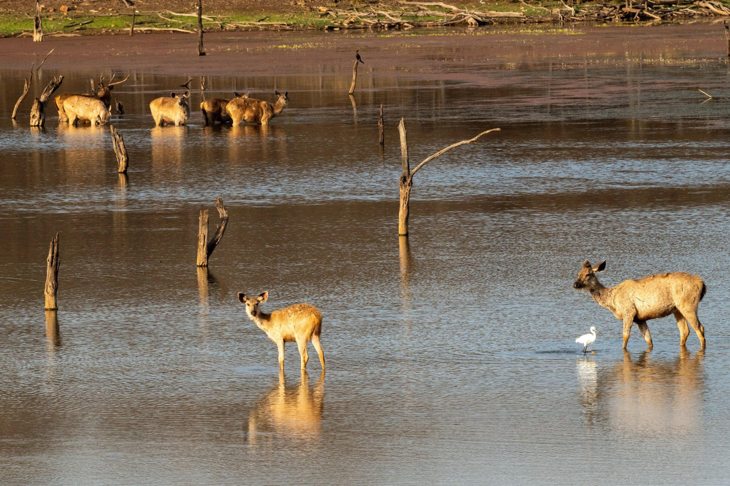 11_chital_in_the_lake.jpg