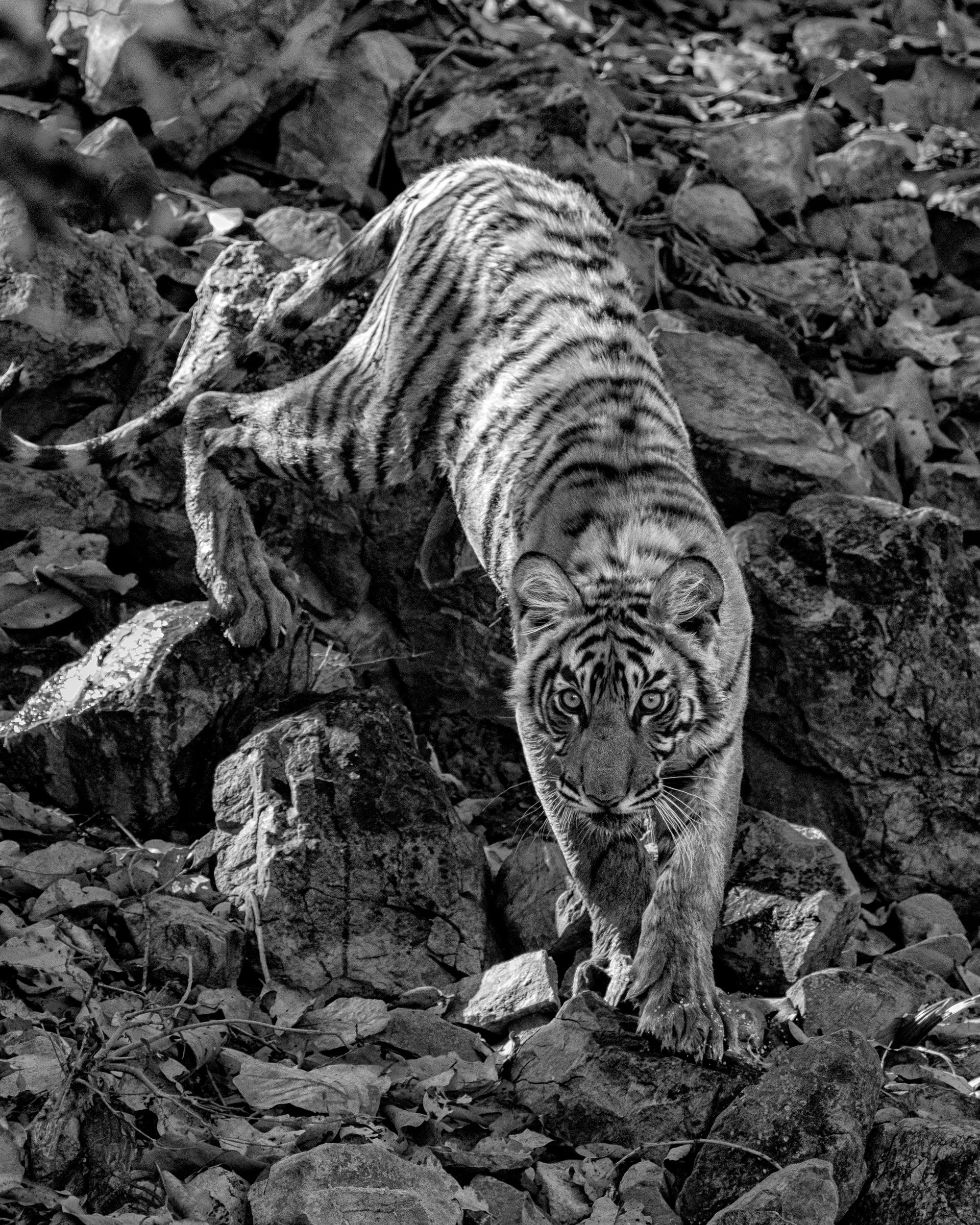 08_cub_descending_the_rocks.jpg