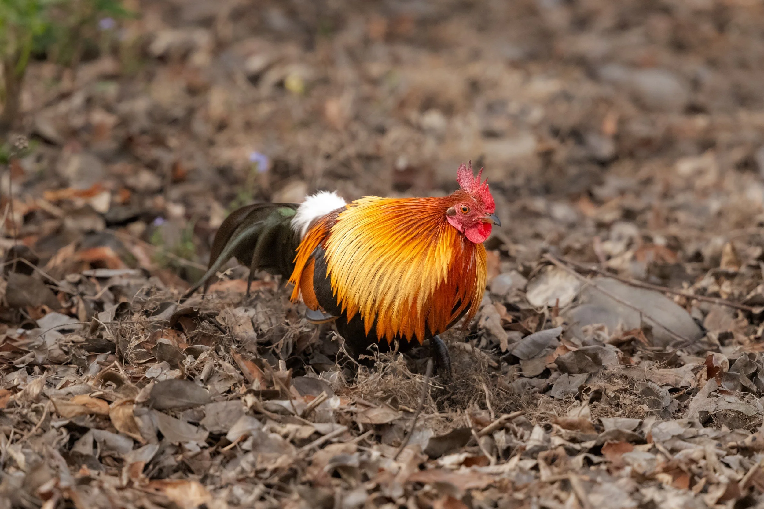 Red junglefowl · 14 March, 8:28 am