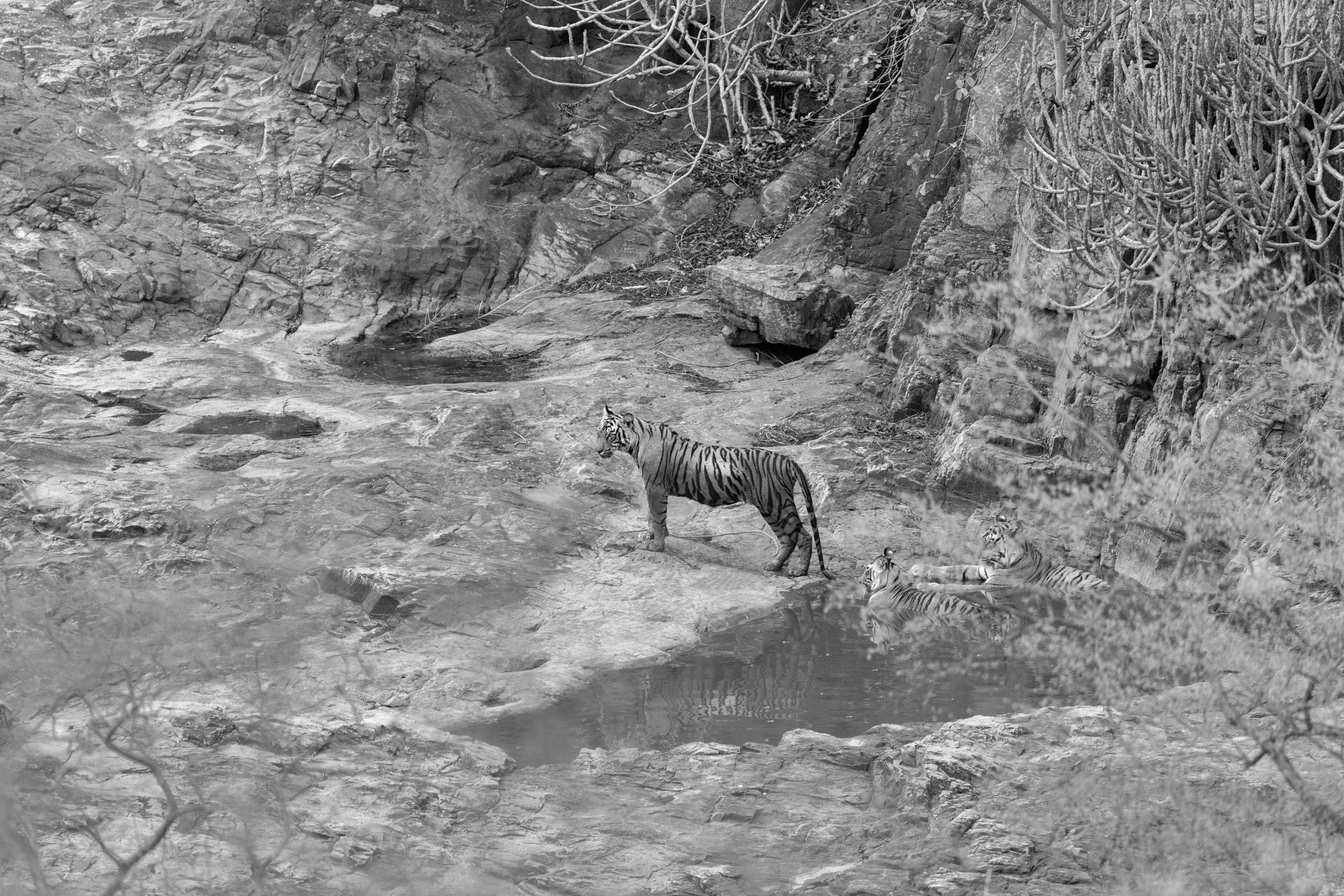 One of Shakti’s cubs by the water · 1 June 2026 · Leica SL3