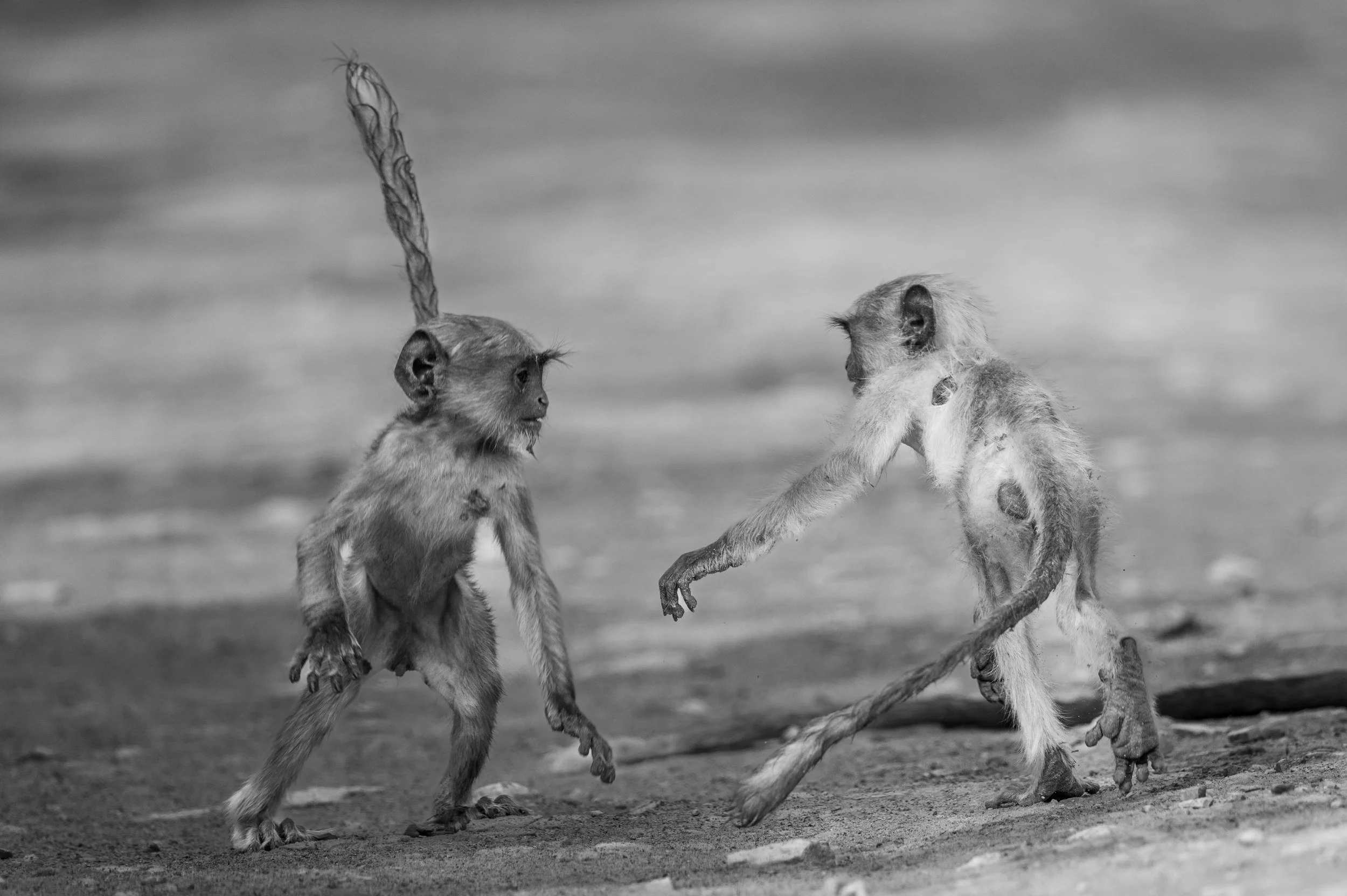 Young langurs at play · 1 June, 7:59 am