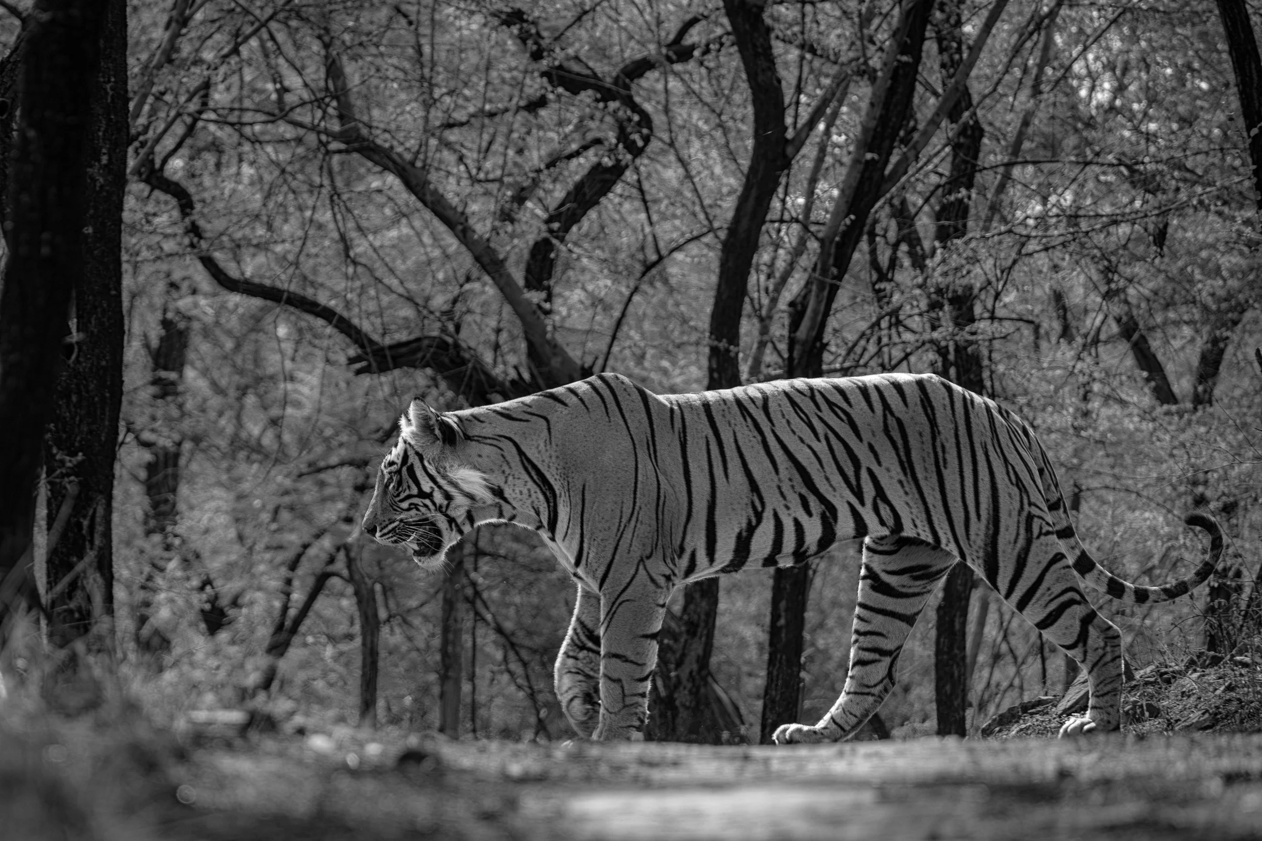 Riddhi’s sub-adult cub, close to independence · 26 June 2026 · Leica SL3-S