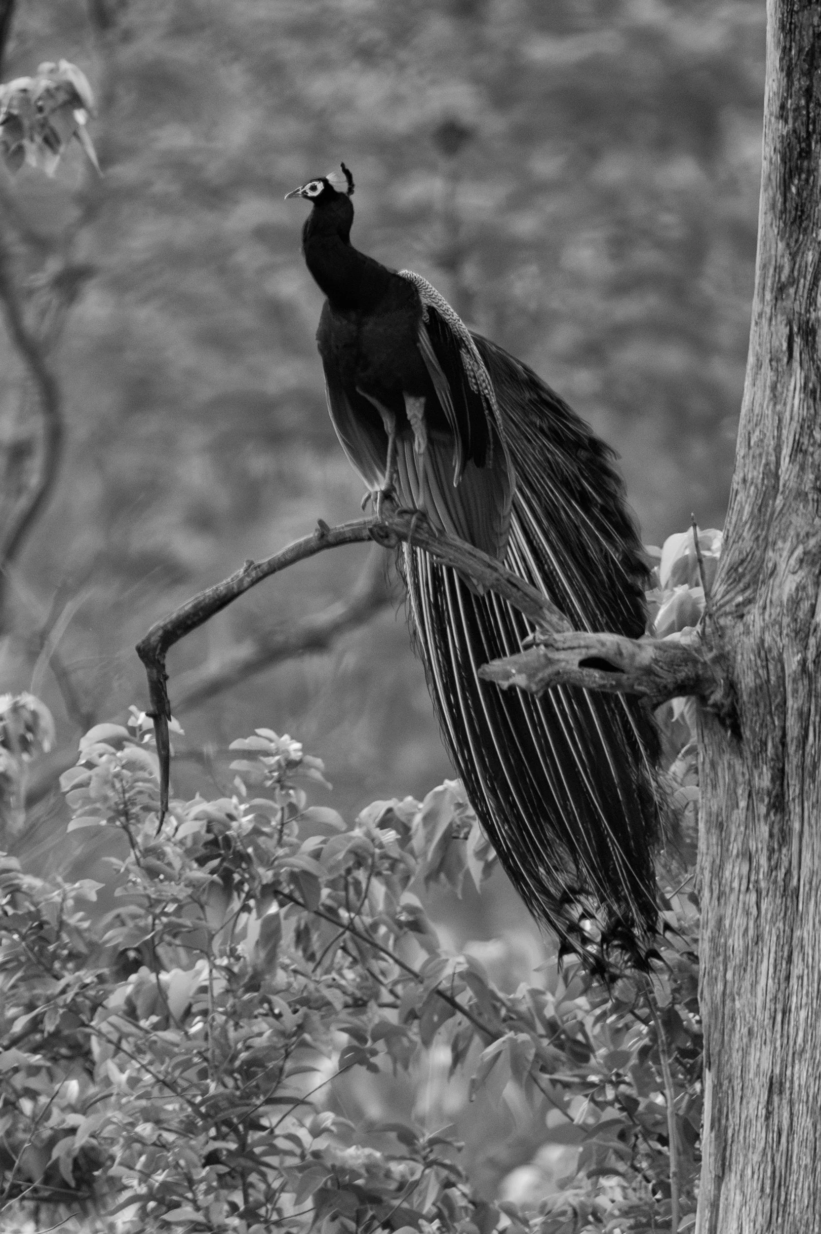 Peacock in a tree · 14 March, 7:37 am