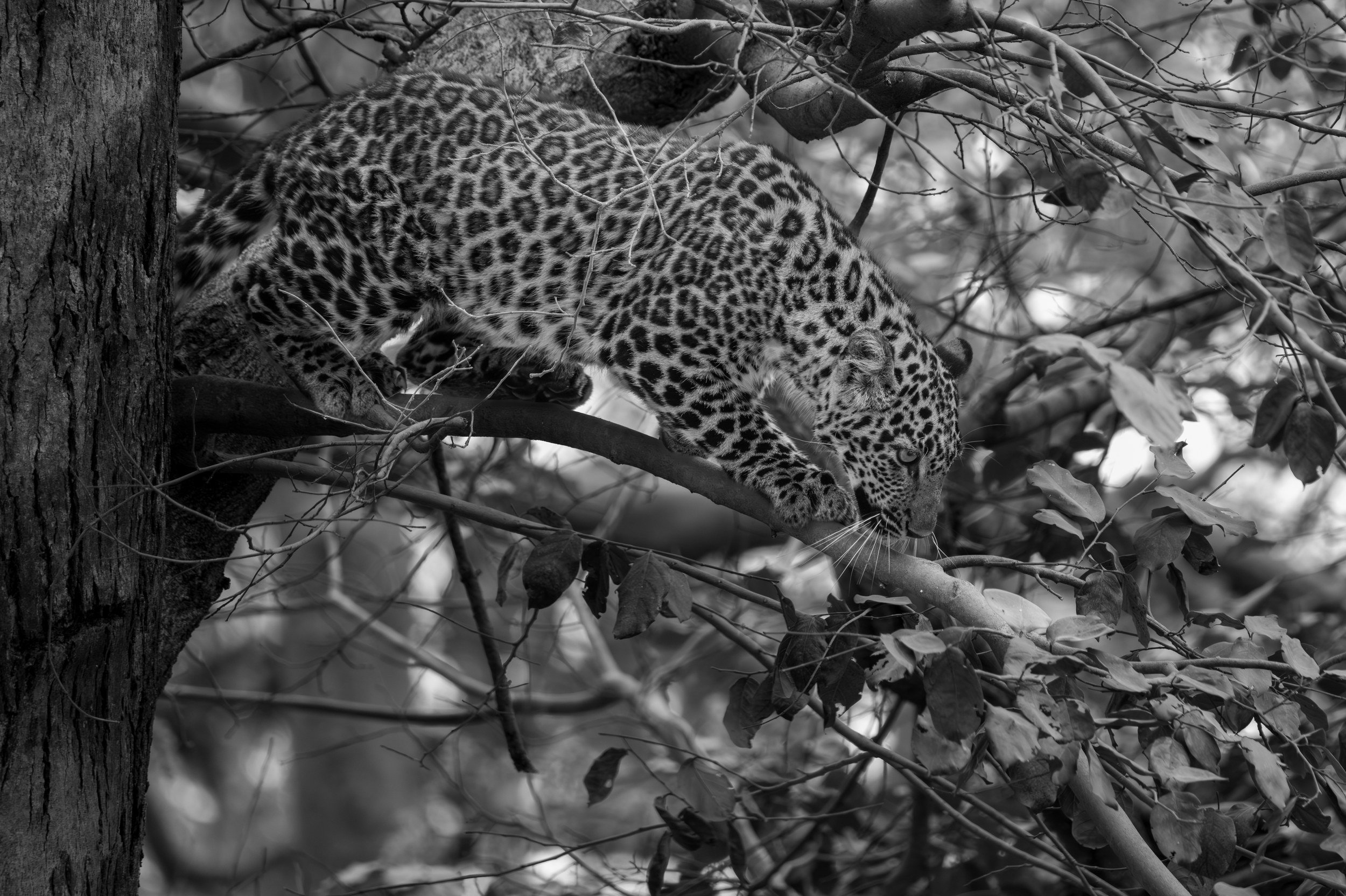 Shifting along the branch · 13 March, 2:24 pm