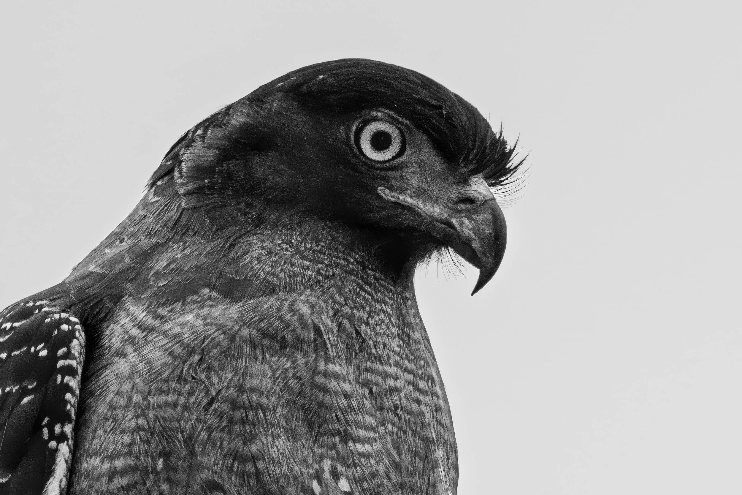 Crested serpent eagle · 14 March, 9:08 am