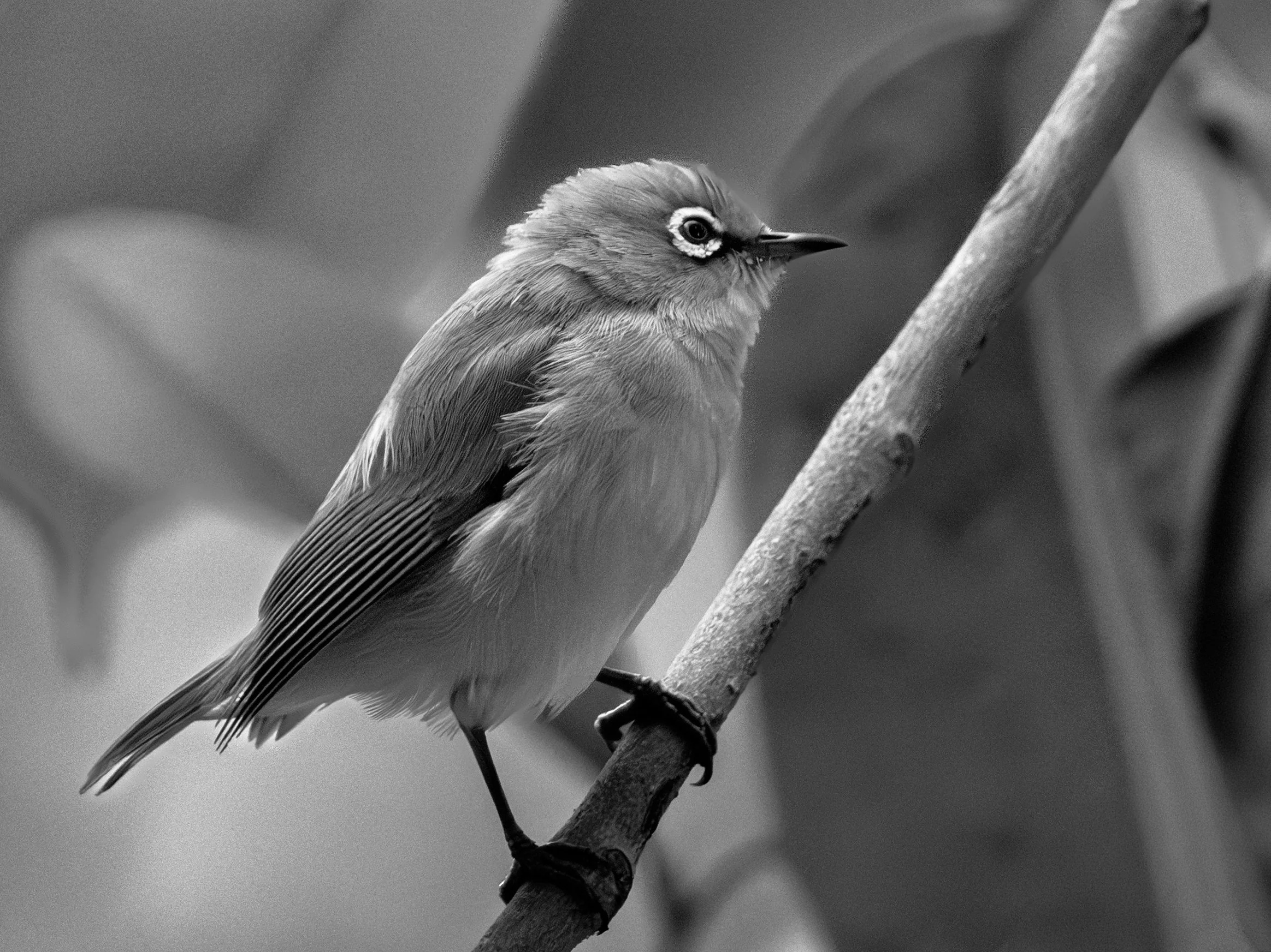 14_white_eye.jpg