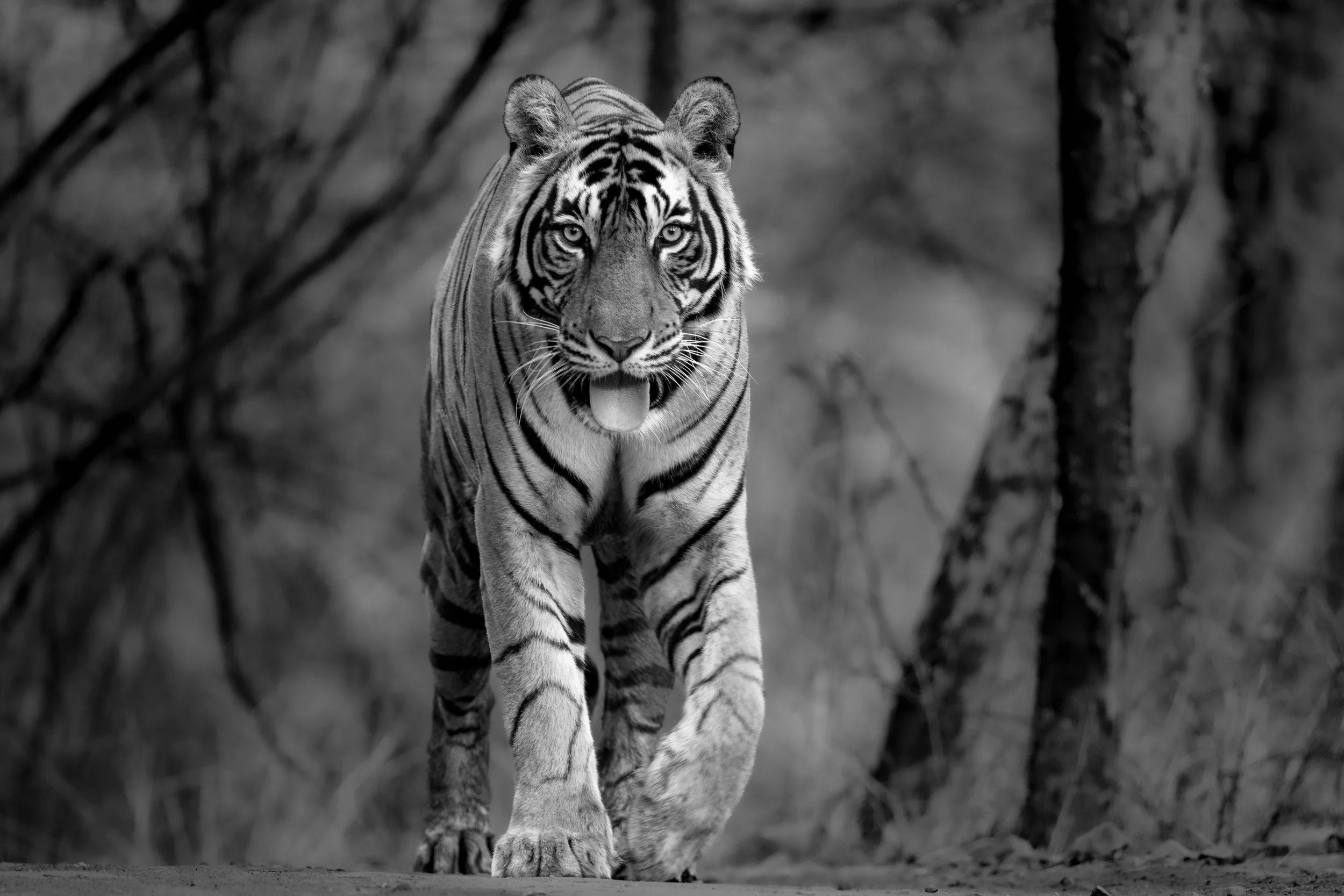 Riddhi’s son, T-2505, walking the forest track towards us, Zone 3 · 27 June 2026 · Leica SL3-P