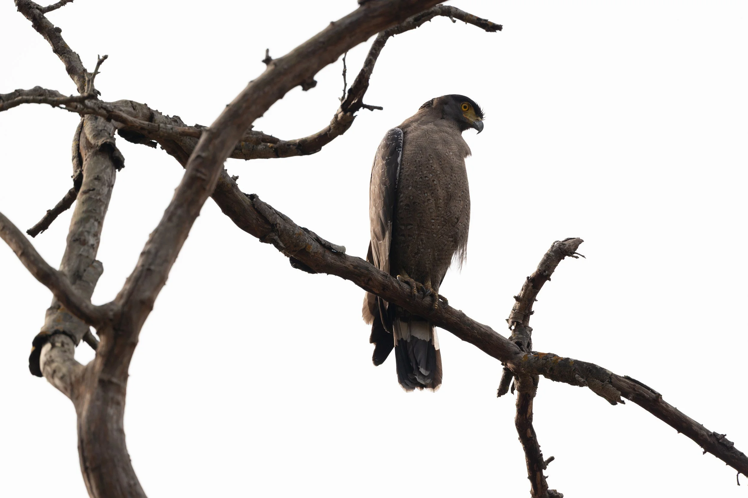 The same eagle on its perch · 14 March, 9:10 am