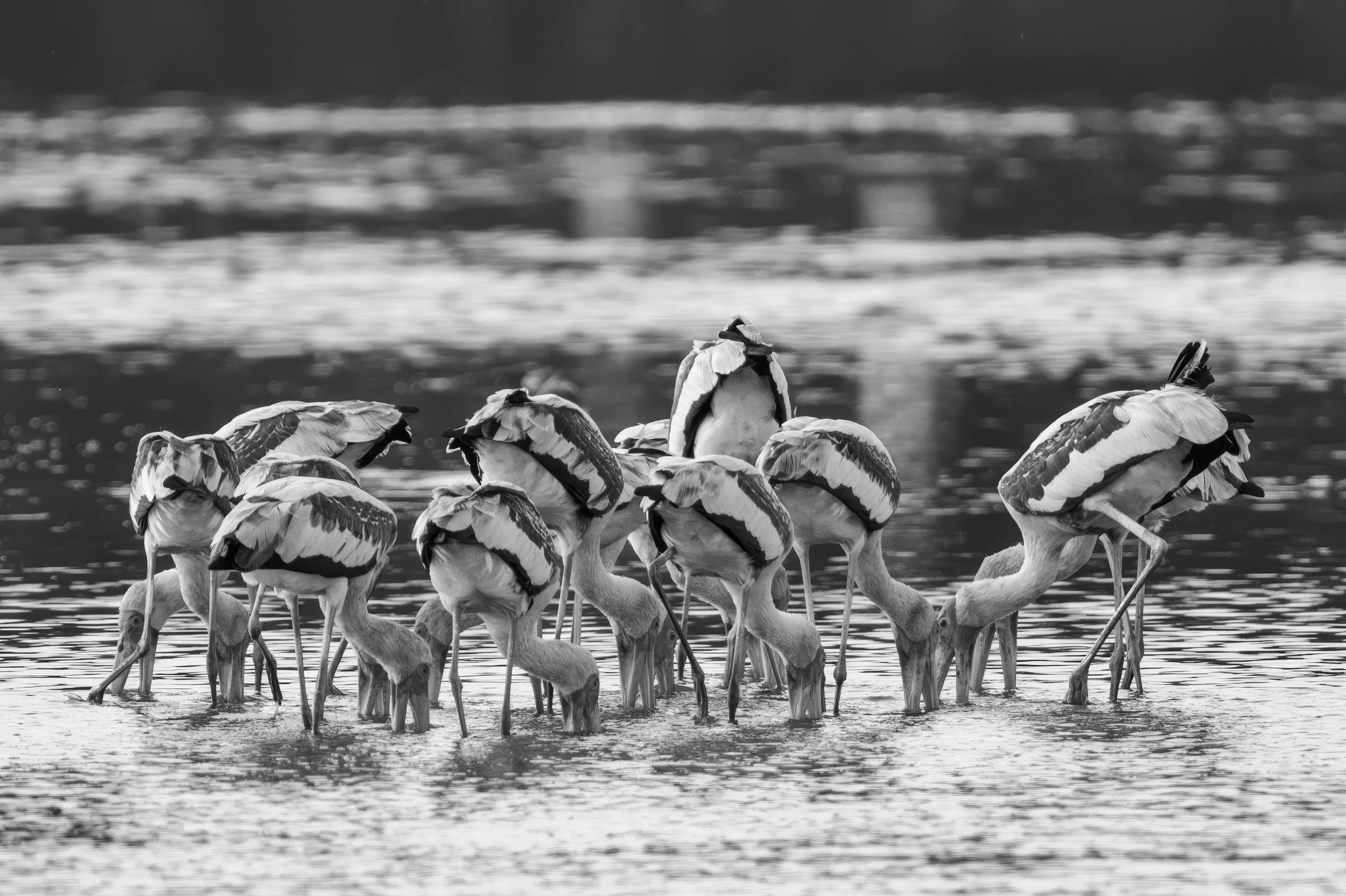 03_painted_storks_feeding.jpg