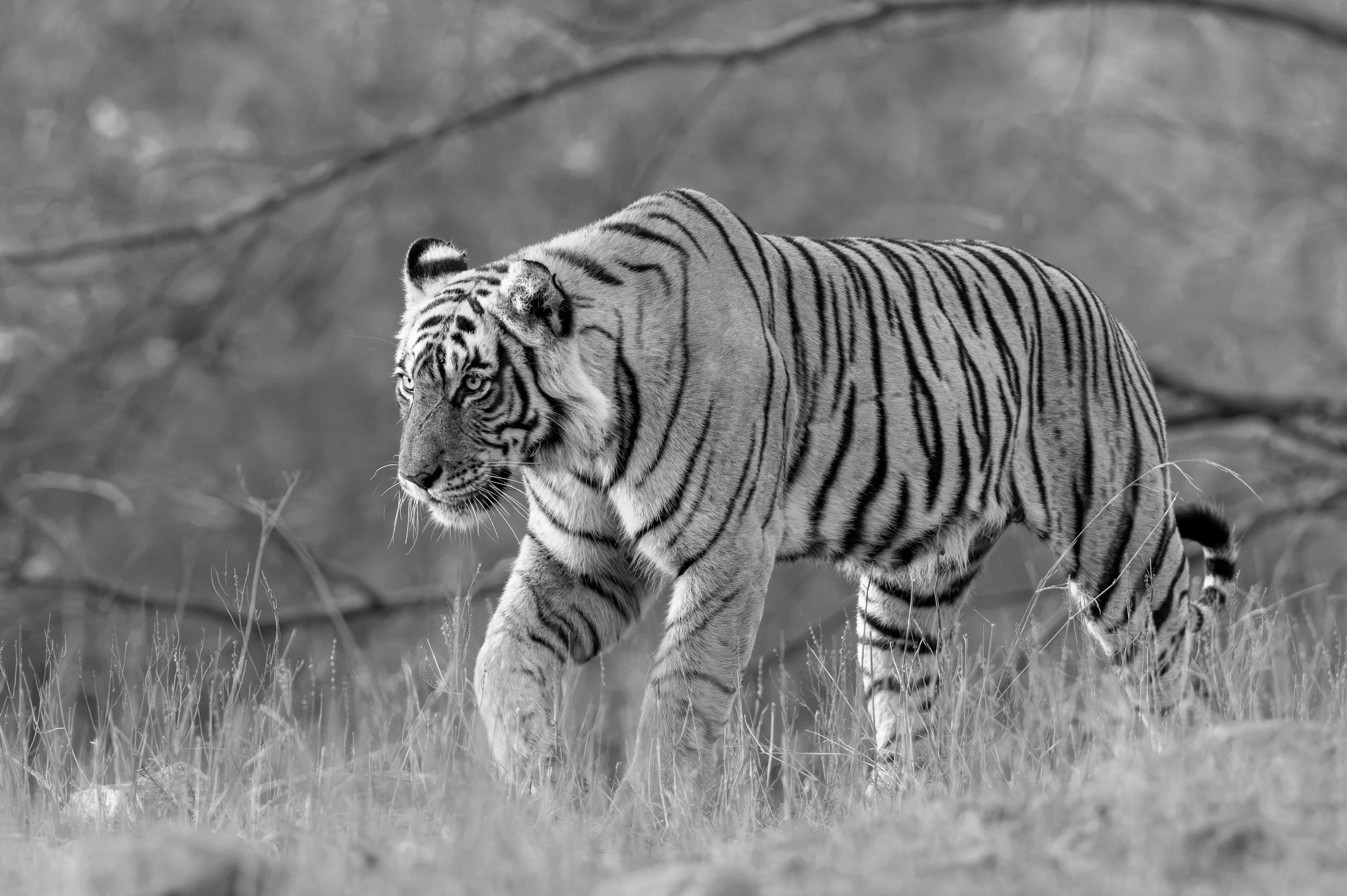 Riddhi (T-124) at first light, Zone 3, Ranthambhore · April 2026 · Leica SL3