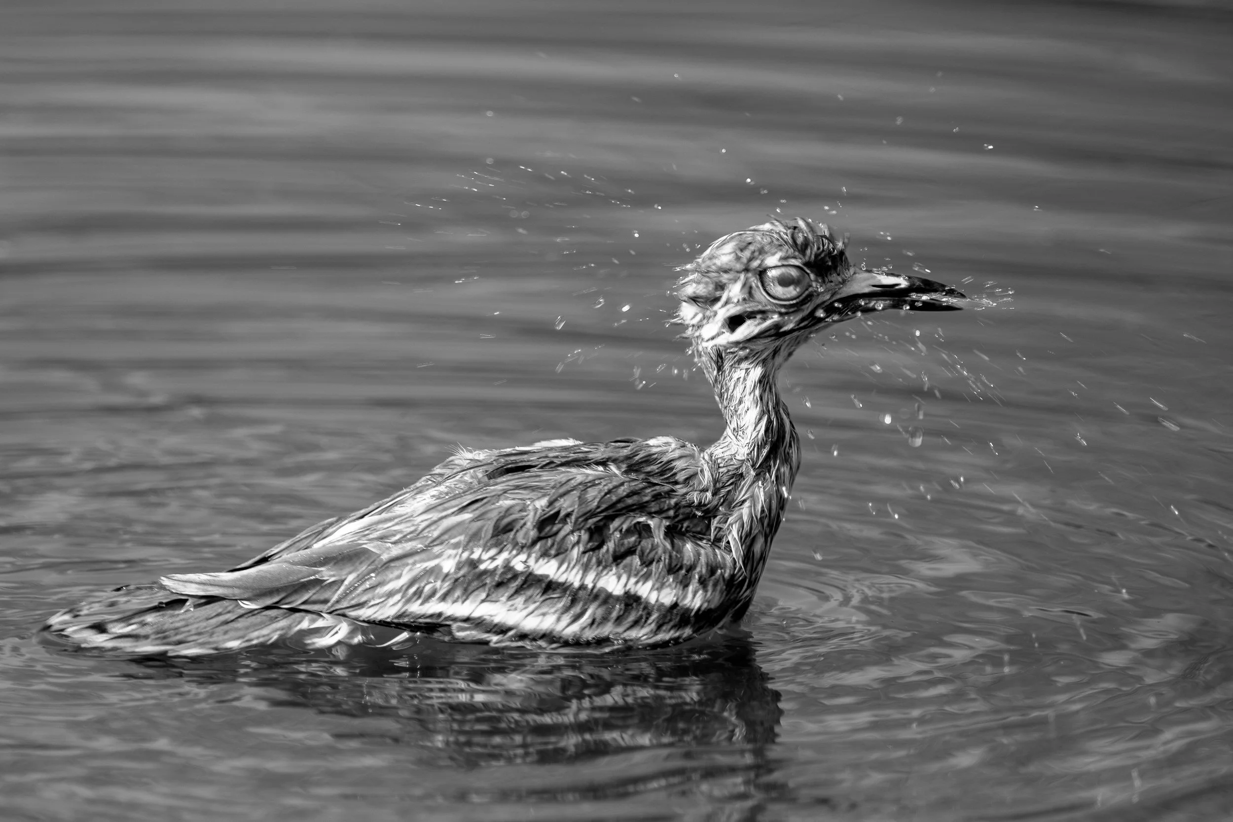 Great thick-knee bathing · 26 June, 4:47 pm