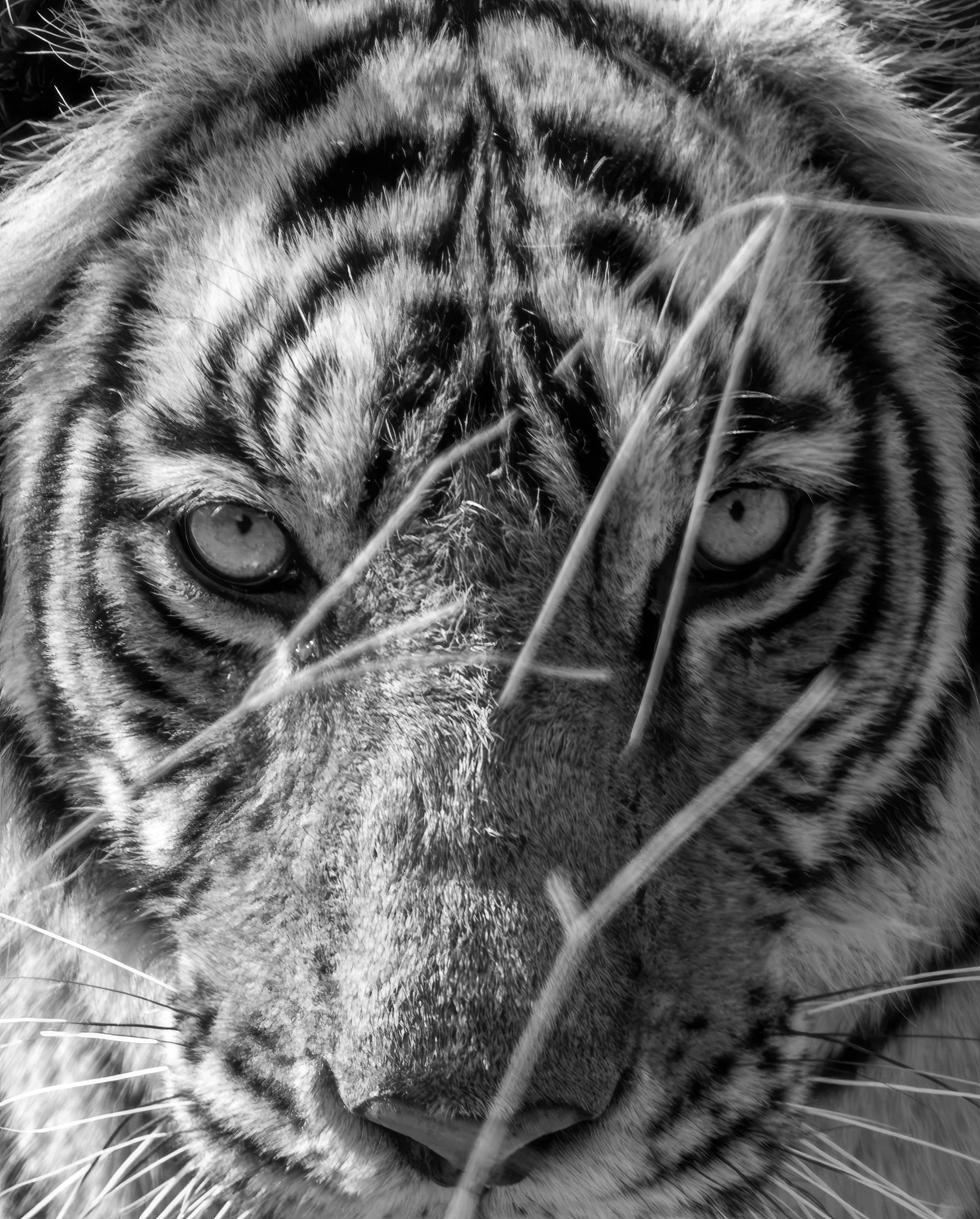 8:57:24 am — the same moment, closer: her eyes through the grass