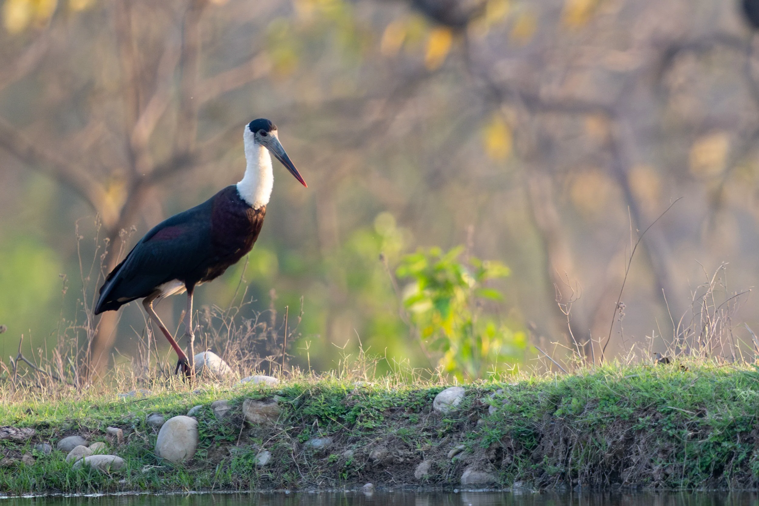 Woolly-necked stork · 13 March, 5:50 pm
