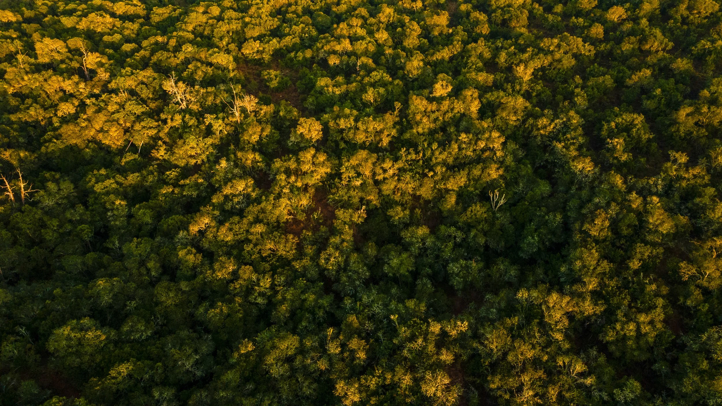 DJI_0991.jpg