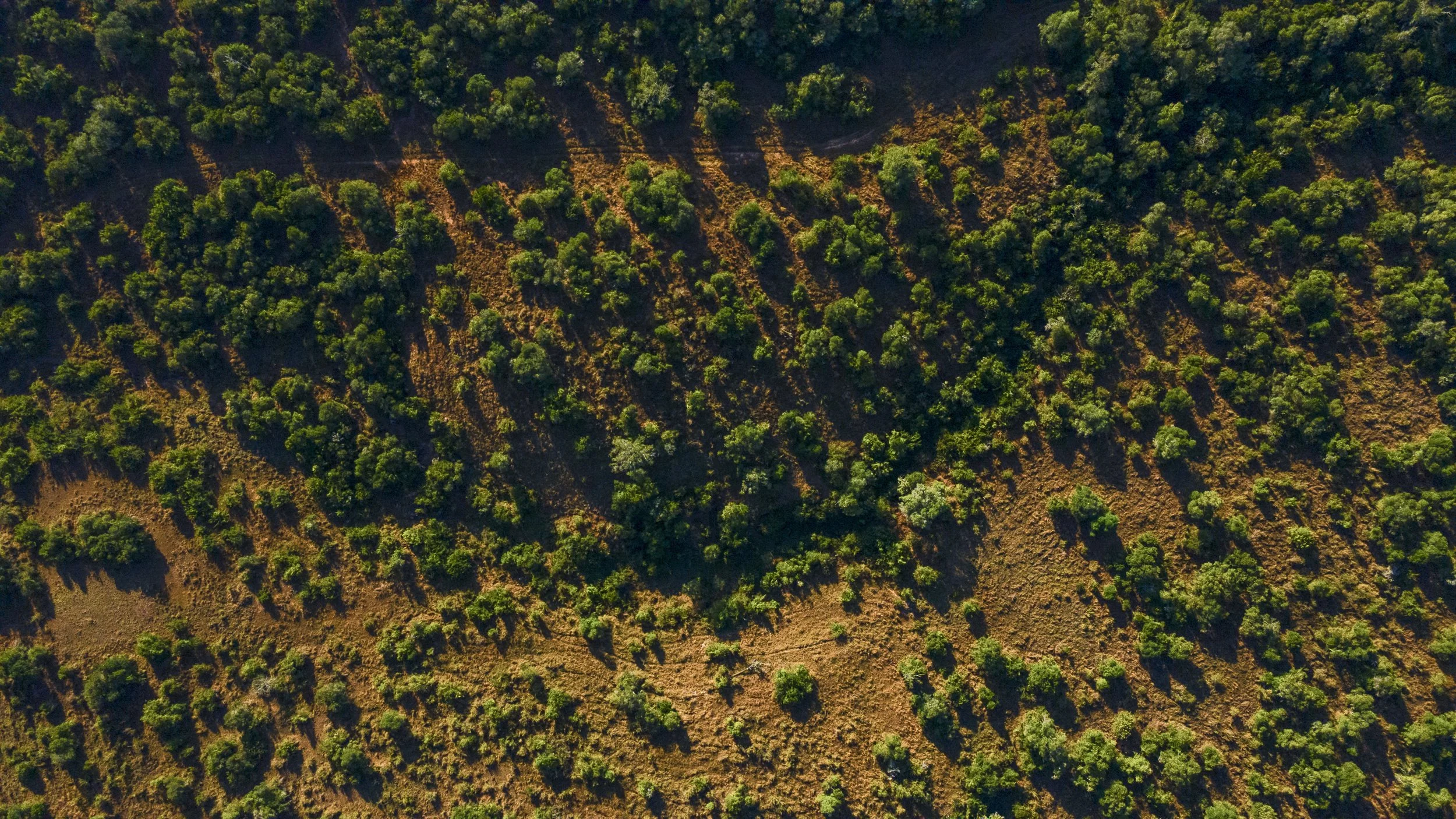 DJI_0096.jpg