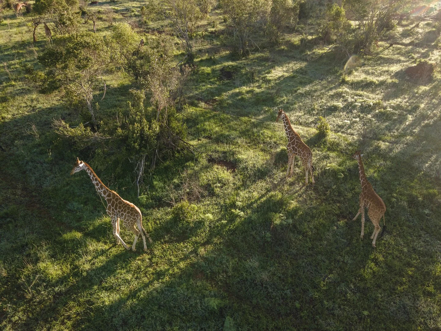 Lolldaigas-aerial-stills-1-59.jpg