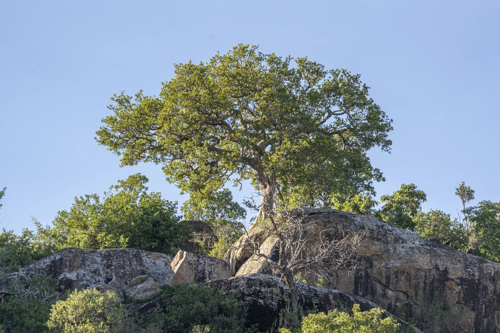 Lolldaigas-ground-stills-7402336.jpg