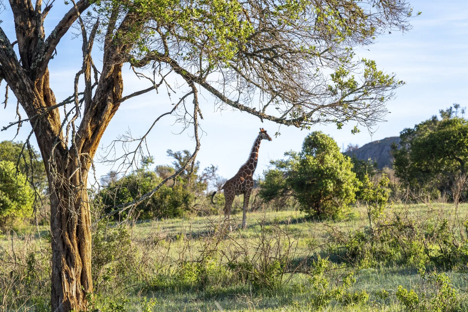 Lolldaigas-ground-stills-7402291.jpg