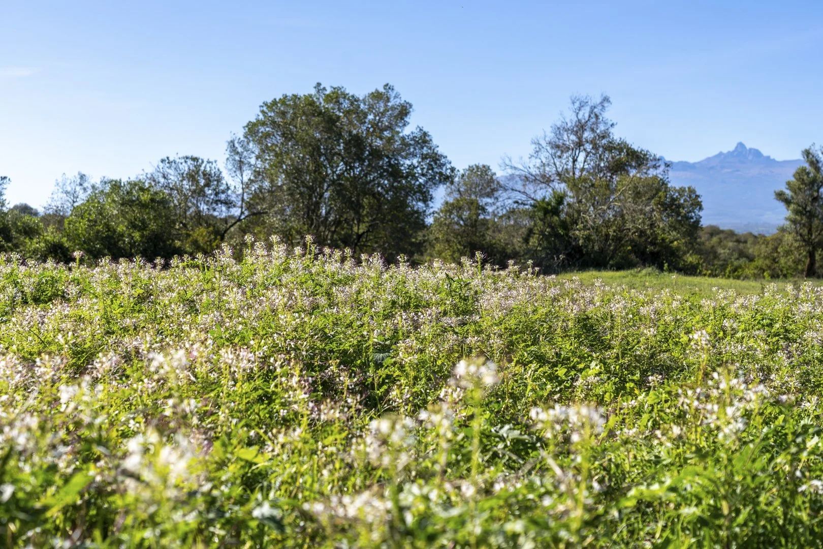 Lolldaigas-ground-stills-7402264.jpg