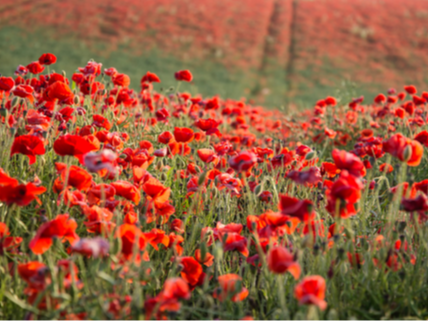 Remembrance day - PTSD