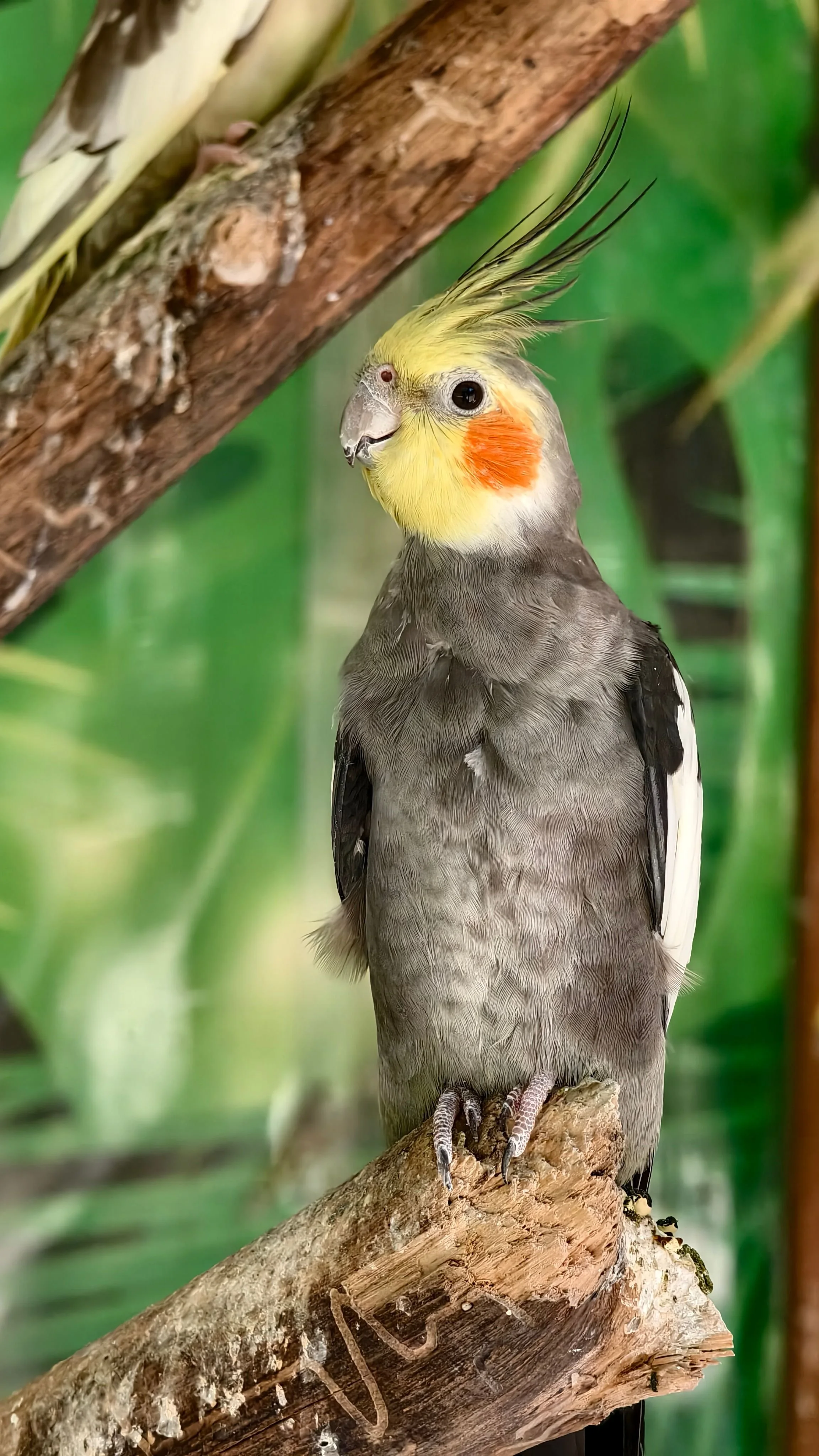 Ein Papagei mit gelbem Kopf, orange Wangenflecken, grauem Körper und schwarz-weißen Flügeln, der auf einem Baumstamm sitzt.