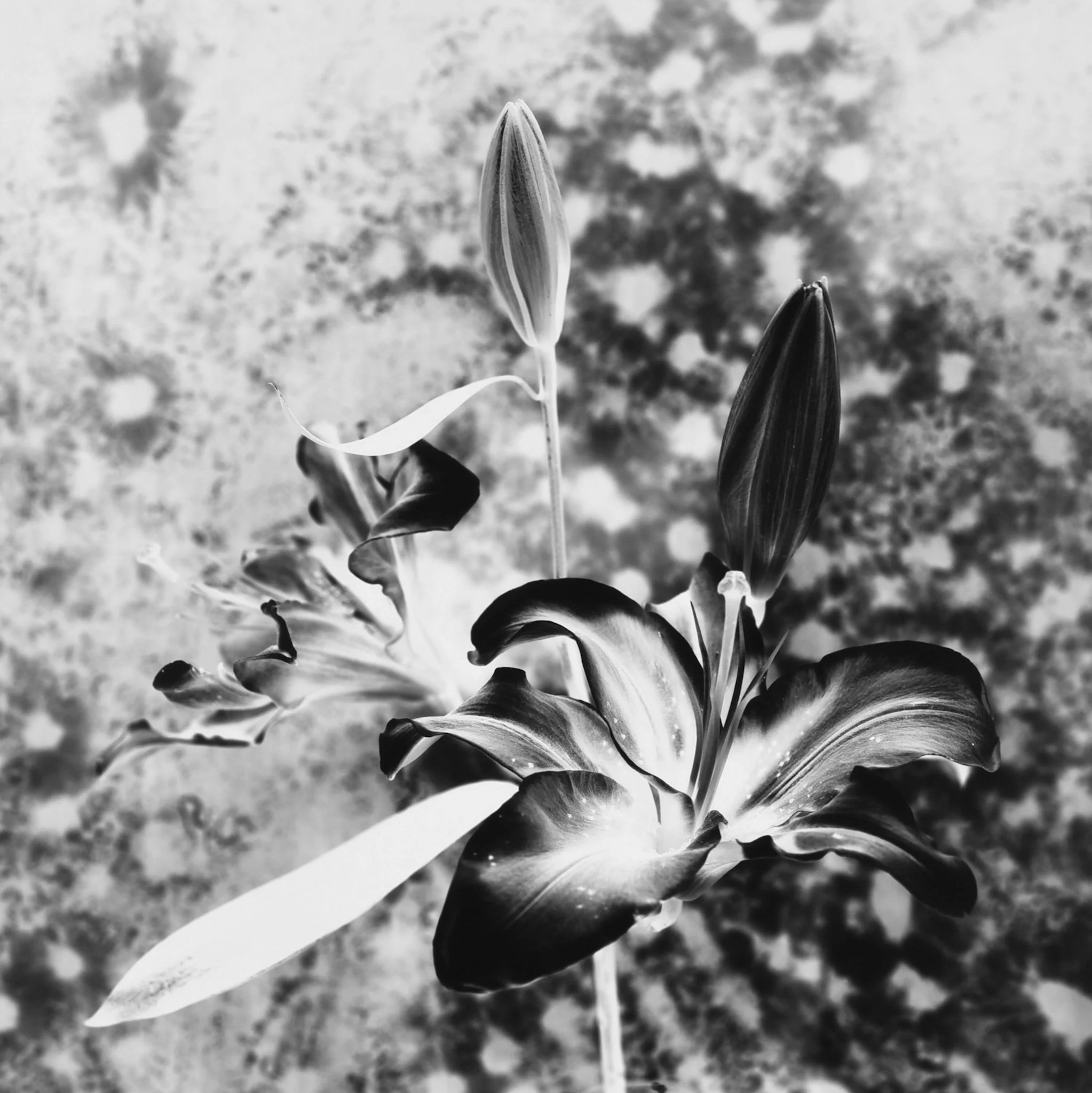IMG_6482.jpeg