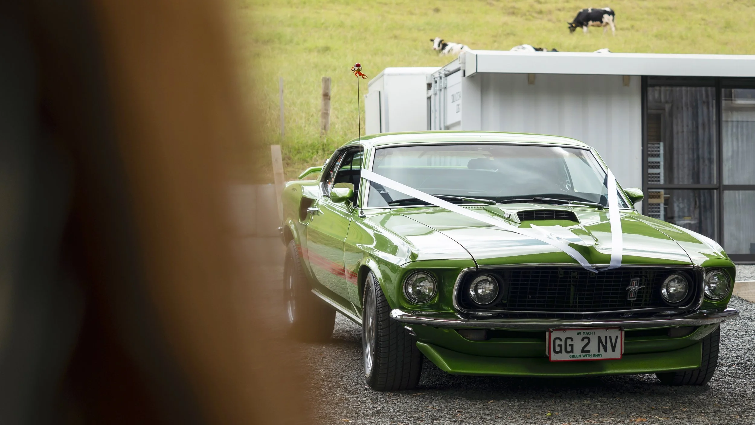A bright green classic Ford Mustang car with a white racing stripe on a gravel surface, partially obscured by a blurred object in the foreground. In the background, black and white cows are grazing on a grassy hillside, and a large white building is 