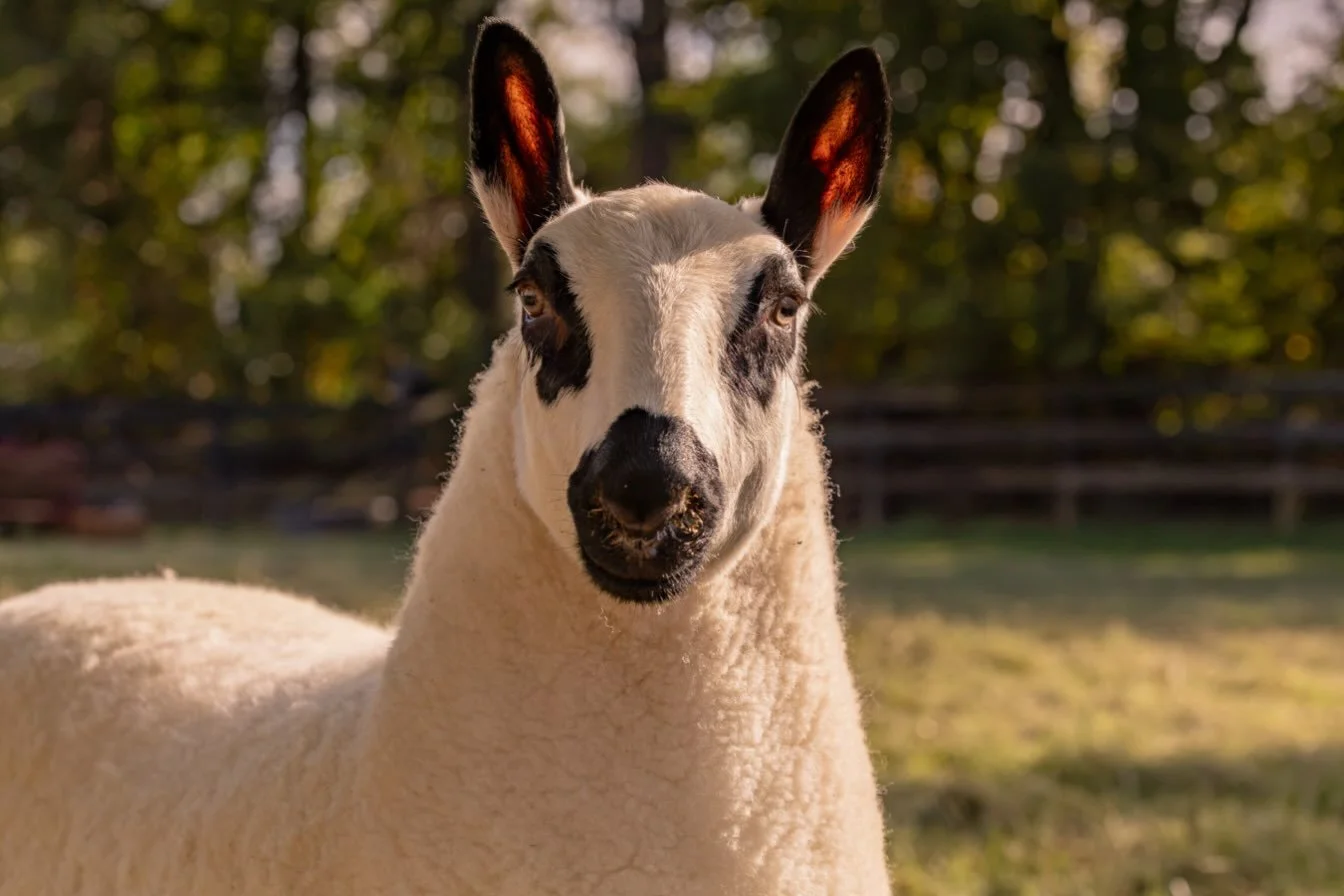 A beautiful pose by Upperville Bombshell at golden hour ❤️ Available at see at NAILE show in November.  DM for details 

#kerryhillsheep #kerryhills #kerryhillsheepsociety #kerryhillflockbooksoicety #sheep