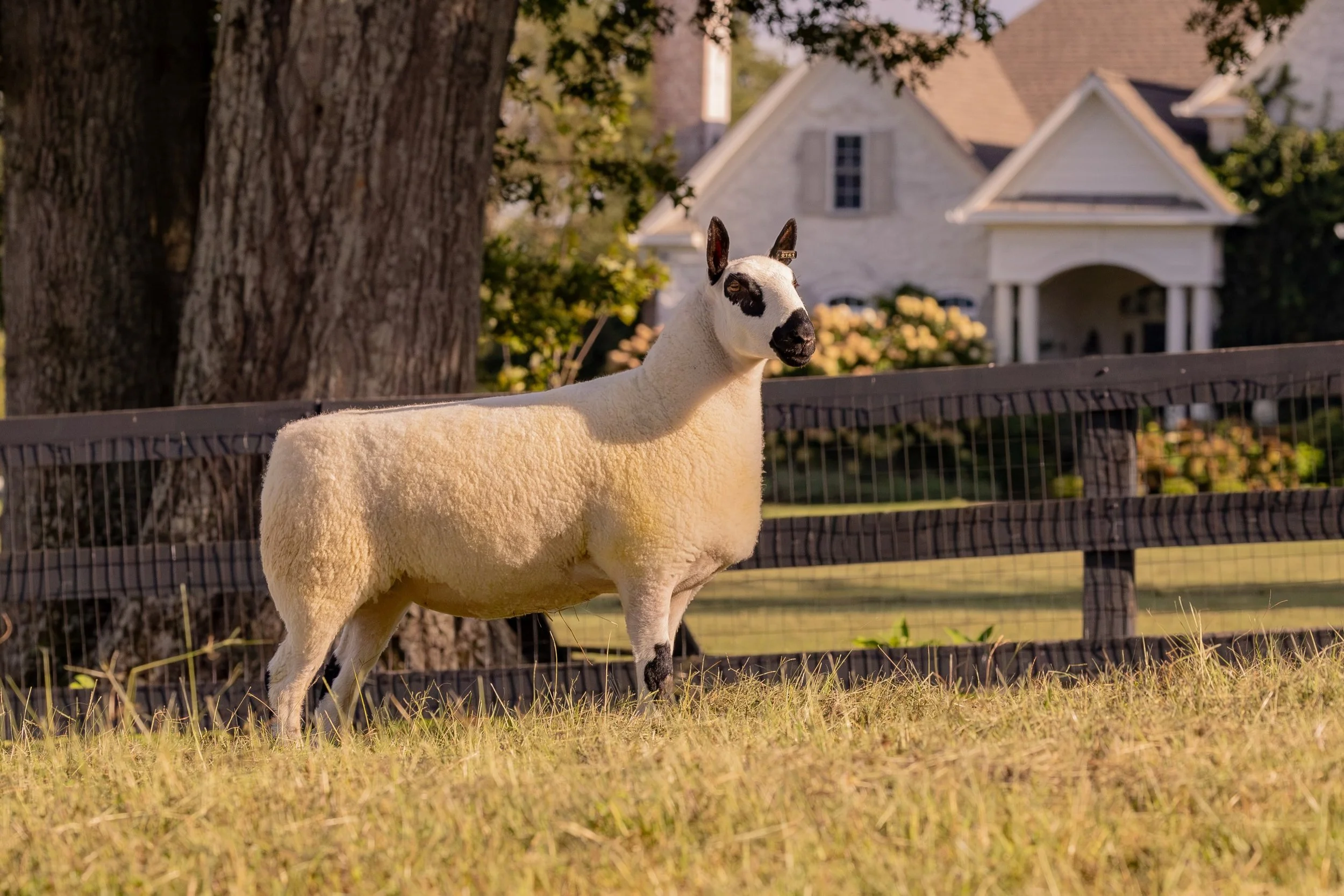 A beautiful view ❤️ Upperville Attitude.  A lovely 100% embryo Kerry Hill ewe lamb out of Hassockrigg Dozer and Crochmaid Daere. 

#kerryhill #kerryhillsheep #kerryhillflockbooksoicety #kerryhillsheepsociety @sophiemccarlie_x @cathkewley @chris230419