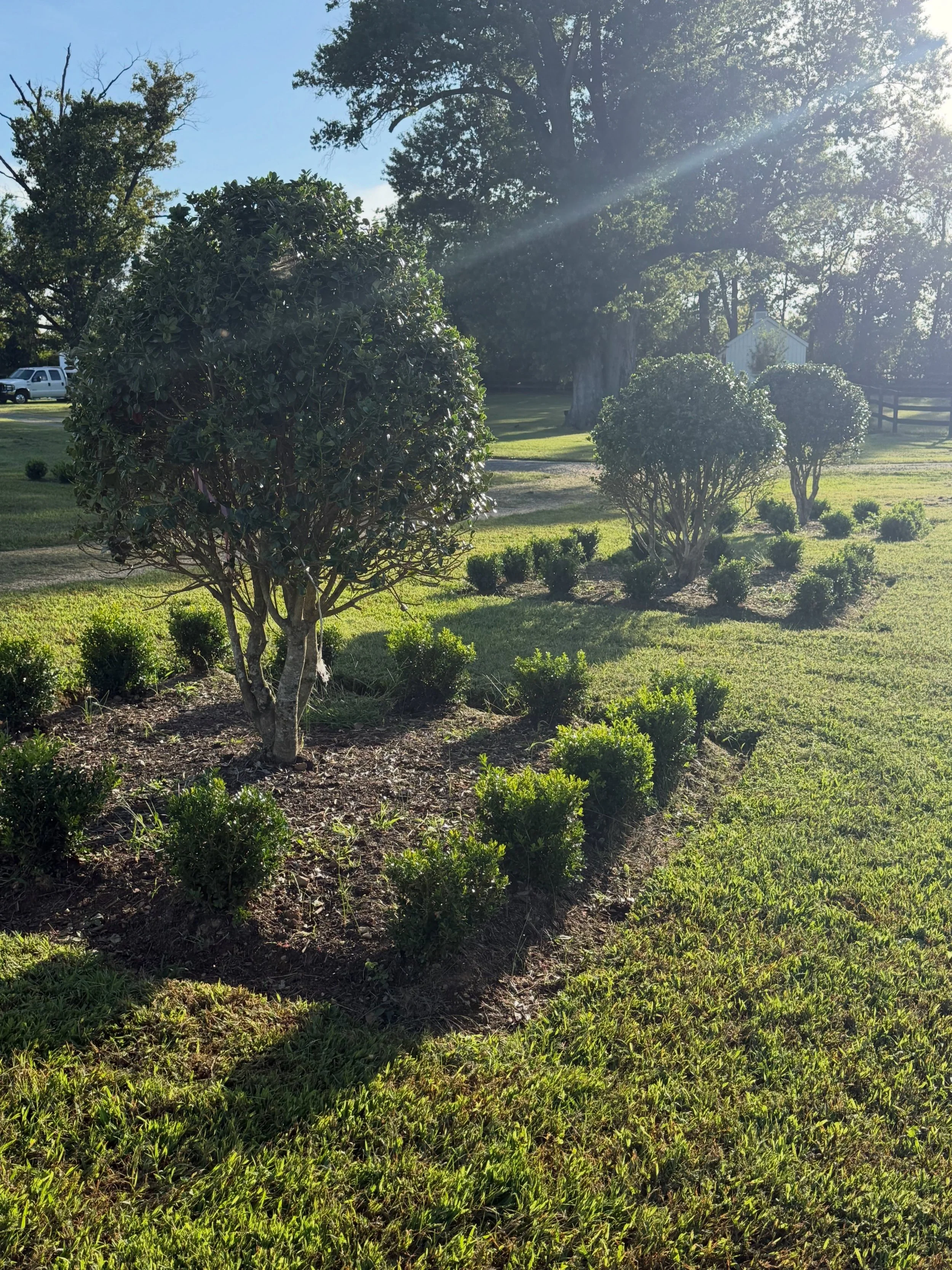 I love the parterre garden so much at golden hour ❤️ The boxwood are still babies, but will fill in over the next few years. Thanks to @abernethyspencer for the beautiful hollies.

#parterregarden