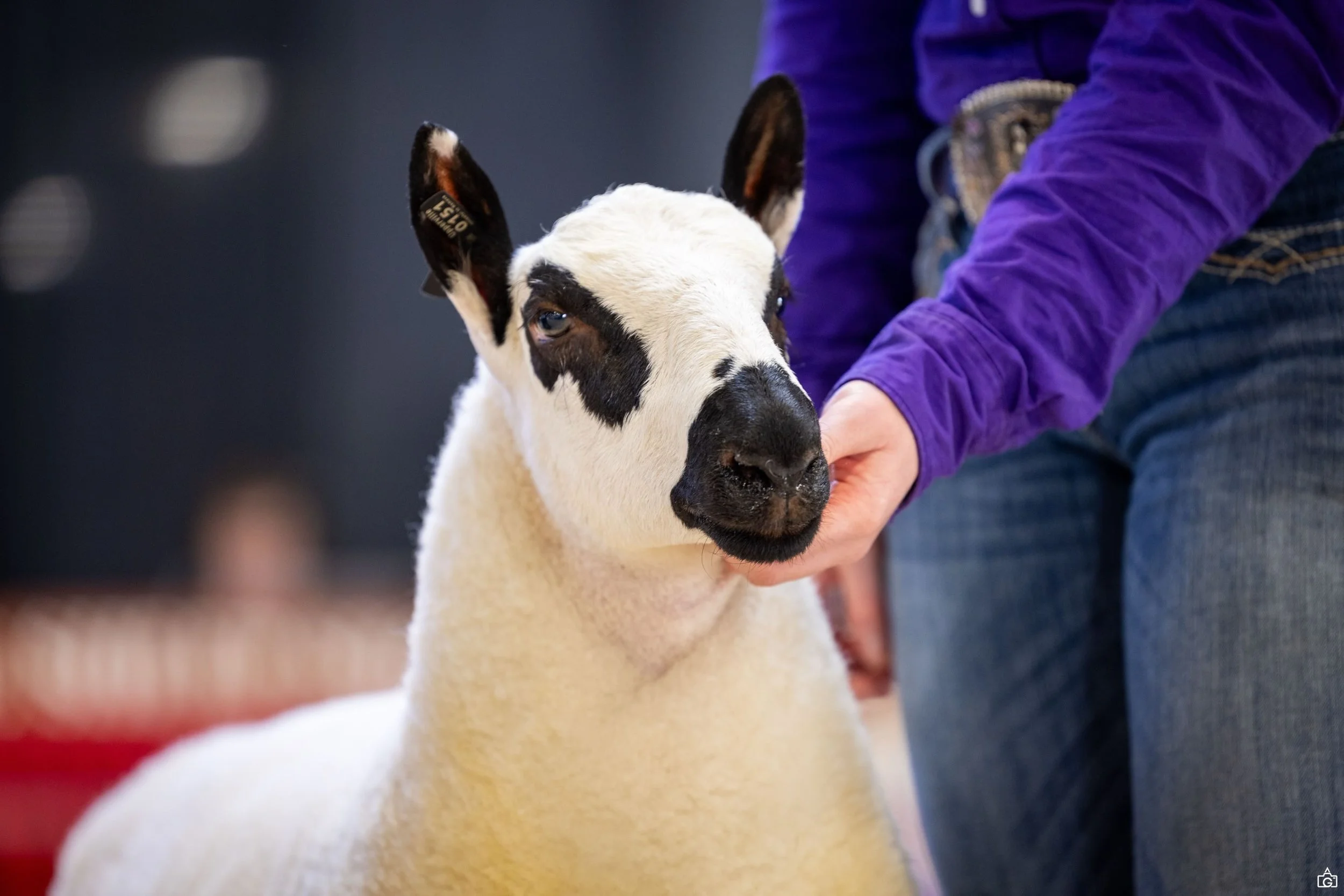 Upperville Blitz, Quality F4 ram lamb sired by Caroenters Ace. Born 5/26.  Registered and DNA&rsquo;d. DM for details 

#kerryhillsheep #kerryhills