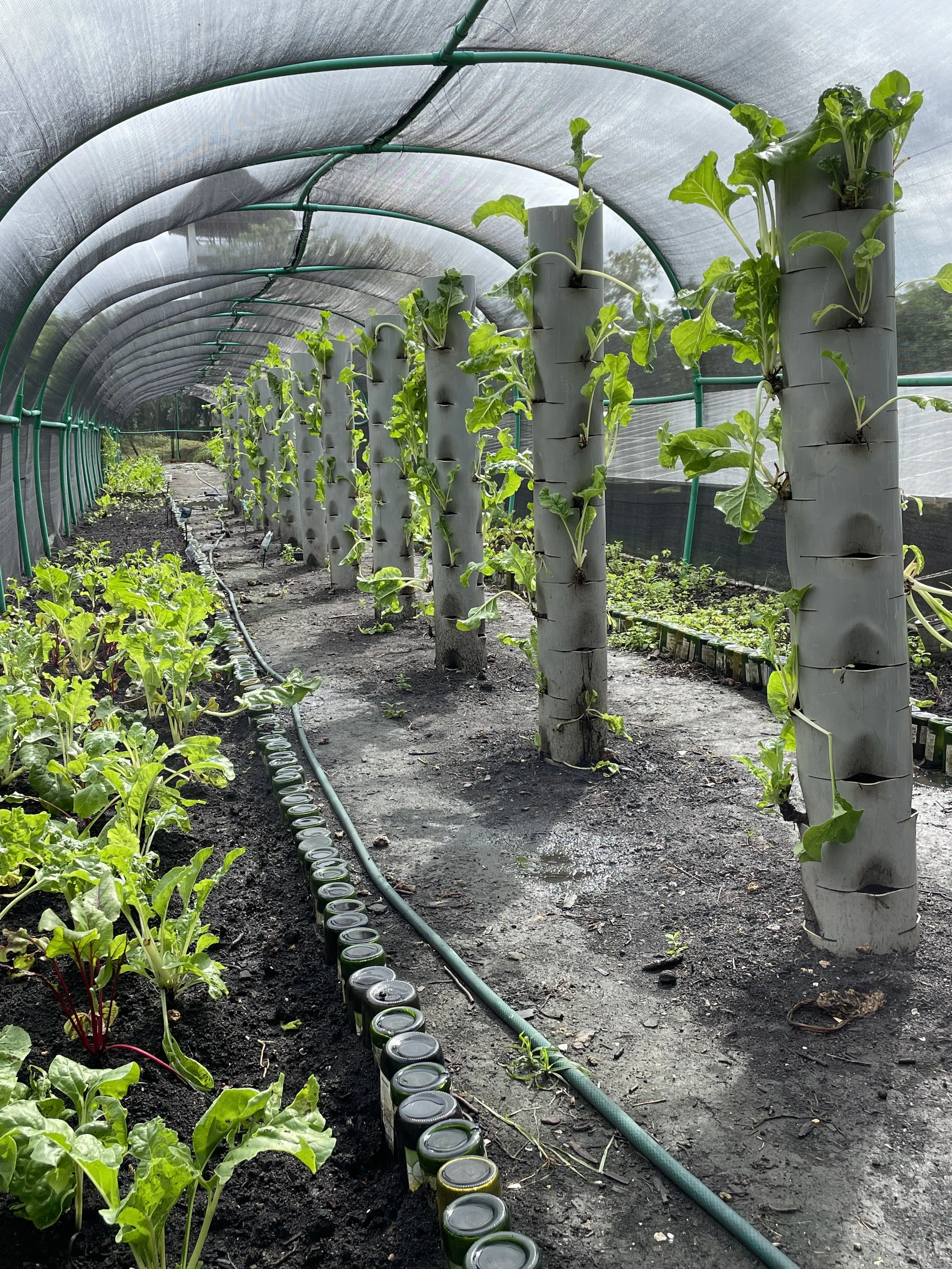 Inside a greenhouse with rows of young leafy green plants growing in soil, supported by vertical pipes with cutouts for the plants, and a drip irrigation system with tubing on the ground.