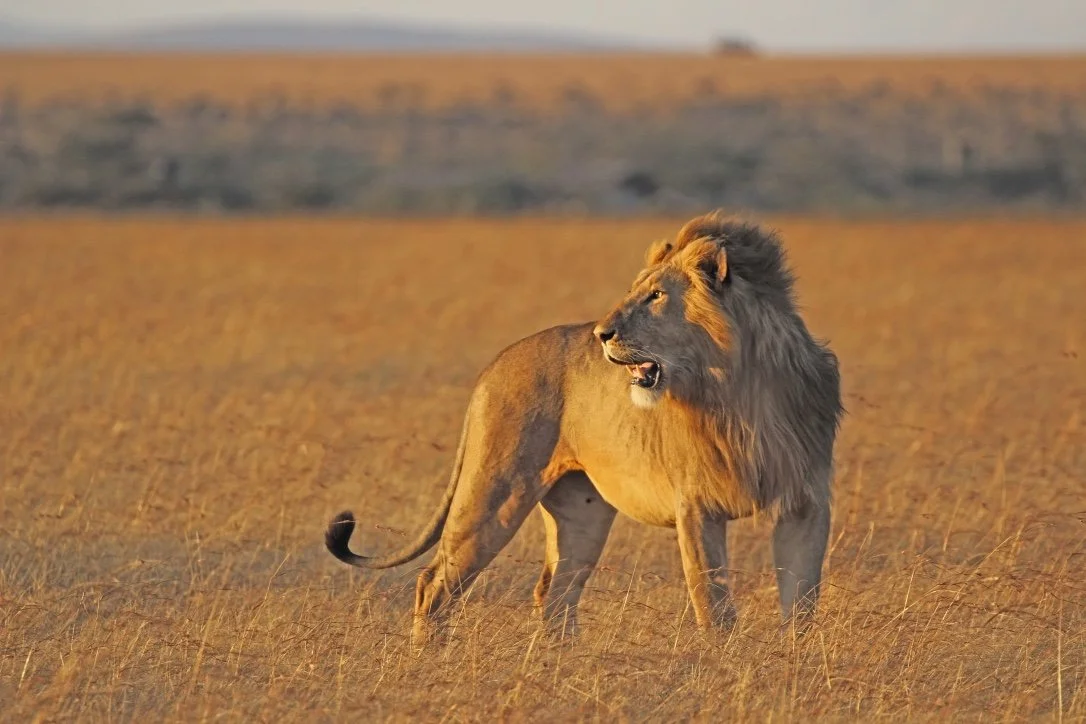 A lion standing in a grassy plain at sunset.