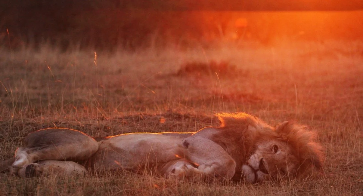 A lion resting on the grass at sunset with a double exposure effect showing the lion's face