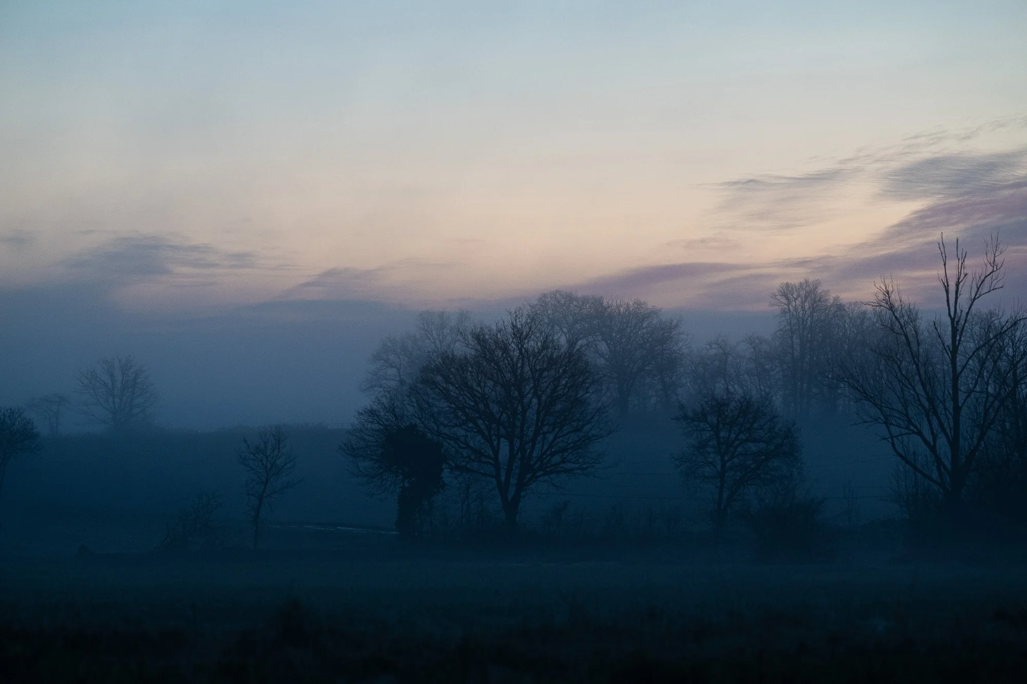 Paysage au lever ou coucher du soleil avec des arbres nus et une brume légère.