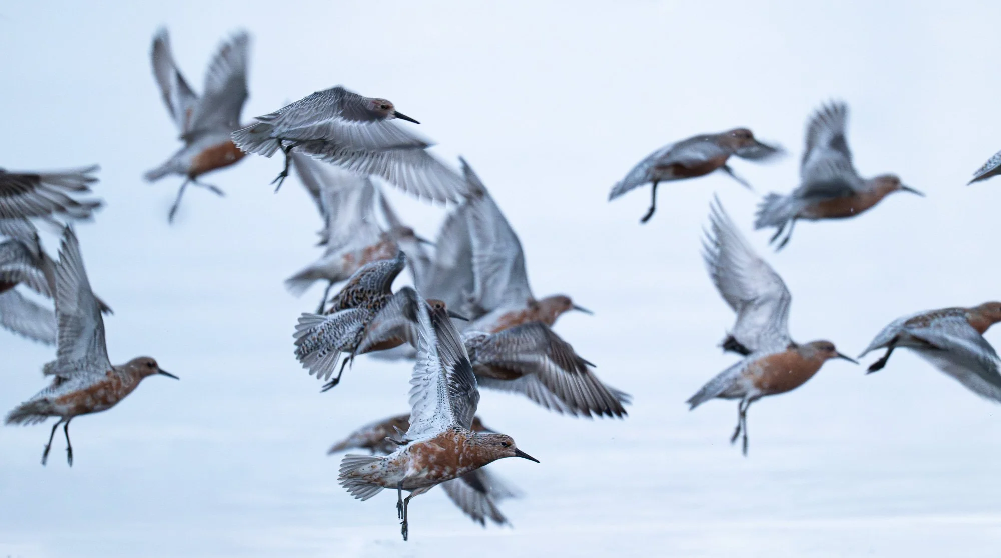 Un groupe de limicoles en vol, probablement des bécasseaux, sur un fond de ciel clair.