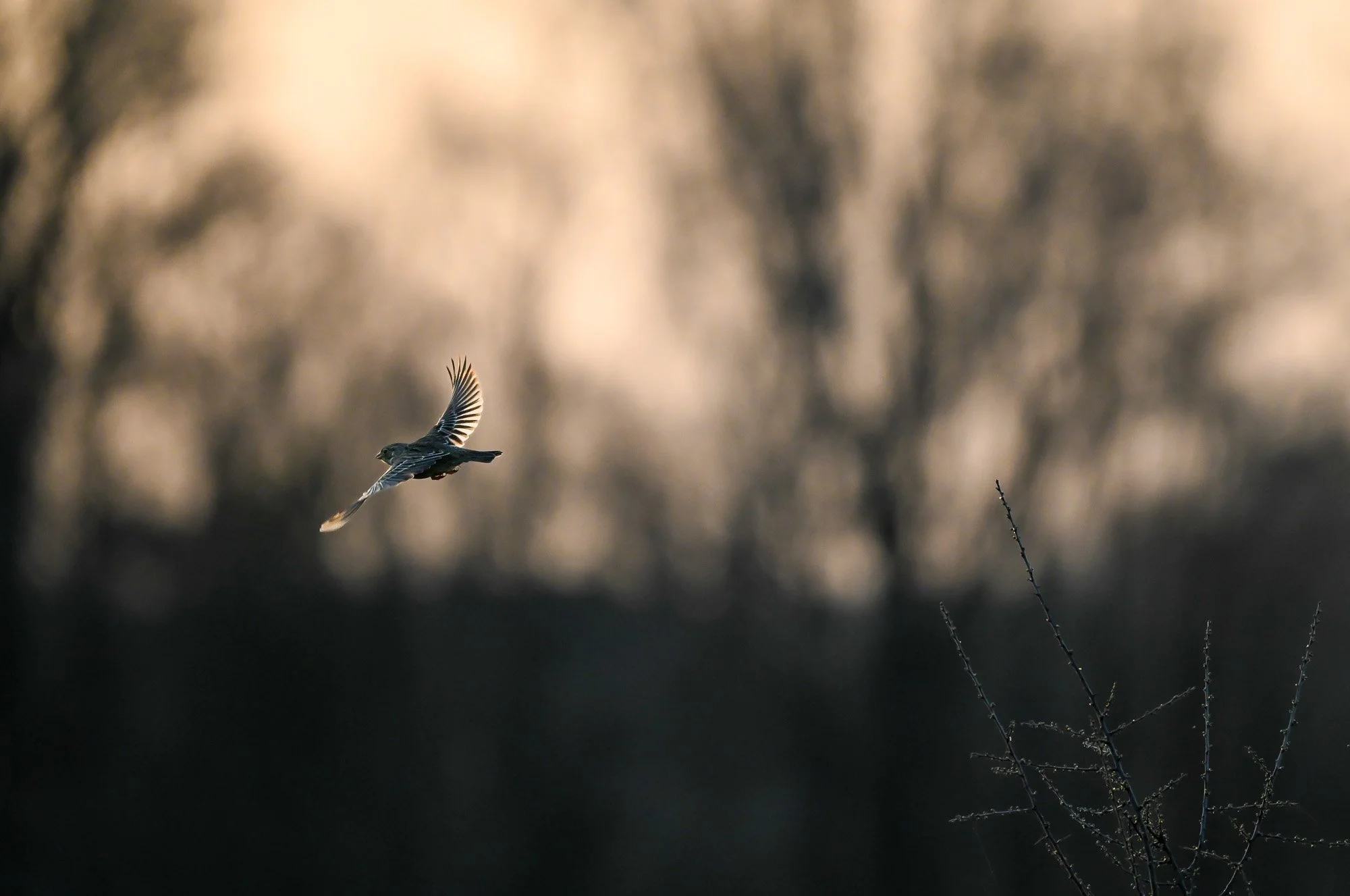 Un oiseau en vol avec ses ailes déployées dans un décor flou de forêt ou de nature en arrière-plan.