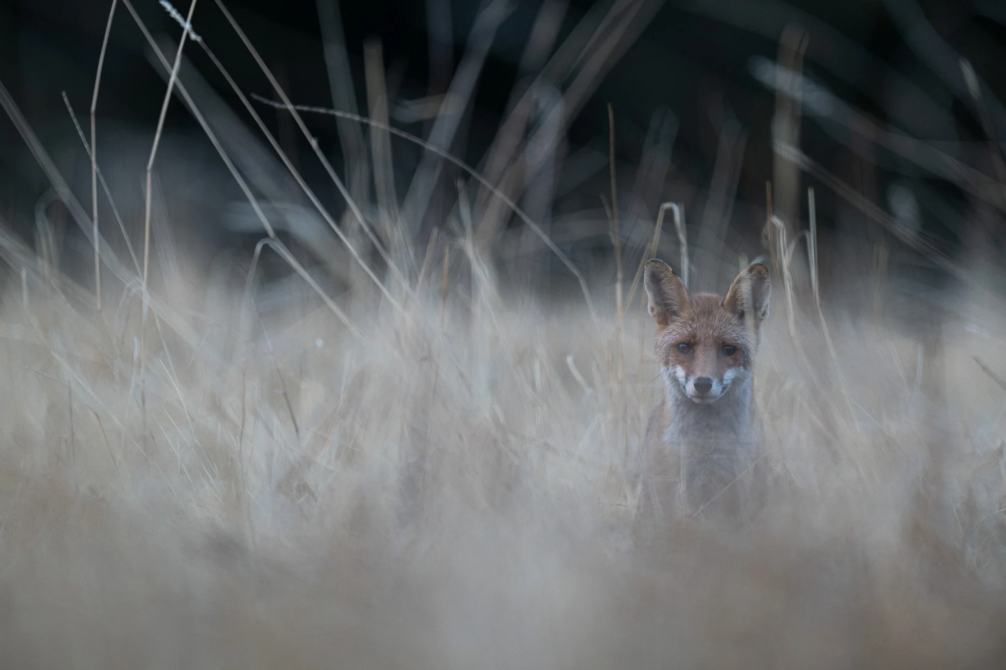 Un renard qui se tient dans une prairie de herbes hautes, regardant droit devant lui. Le fond est sombre avec des herbes sèches et quelques branches visibles.