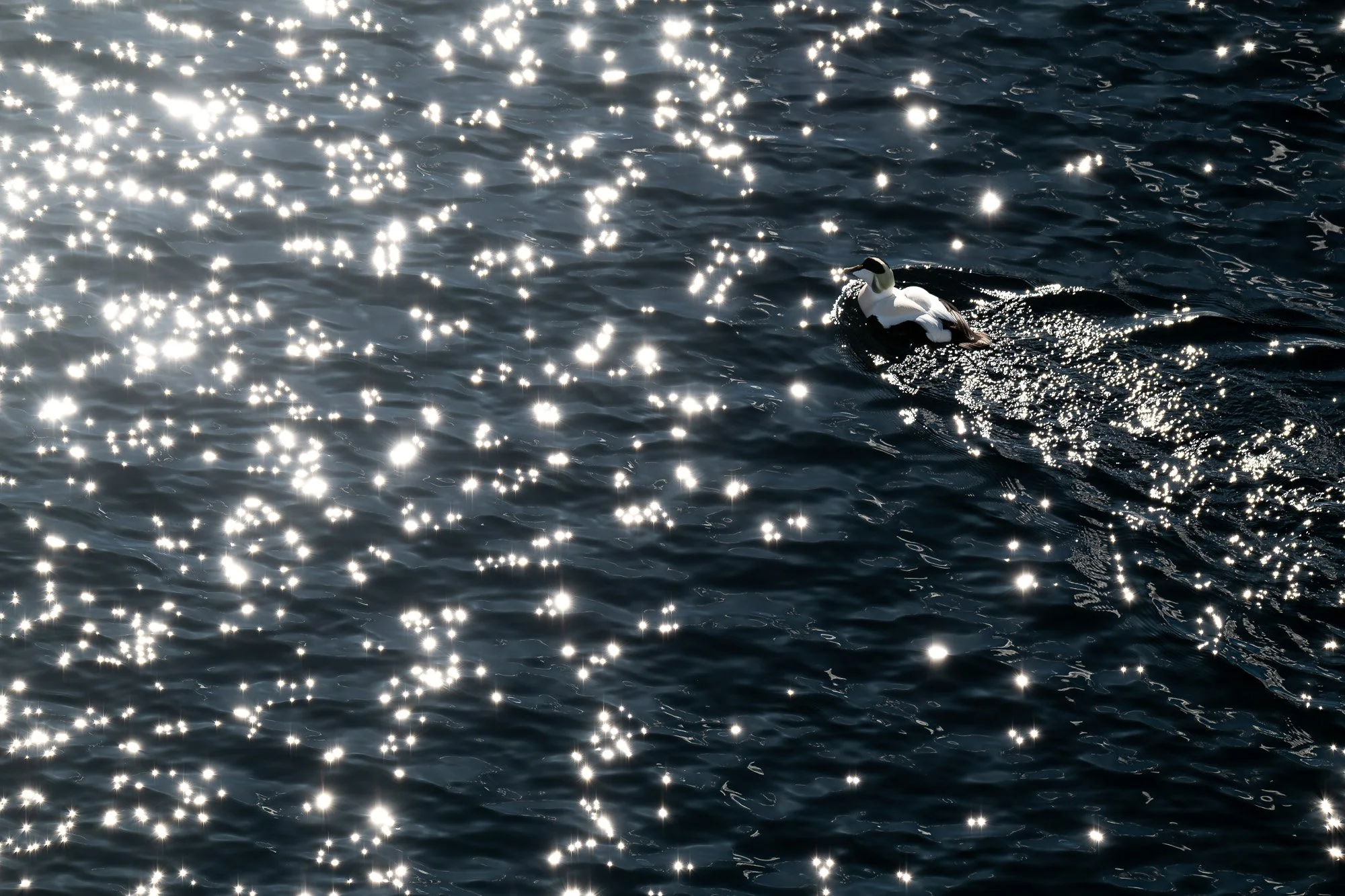 Un canard nageant dans une eau sombre avec des reflets brillants du soleil à la surface.