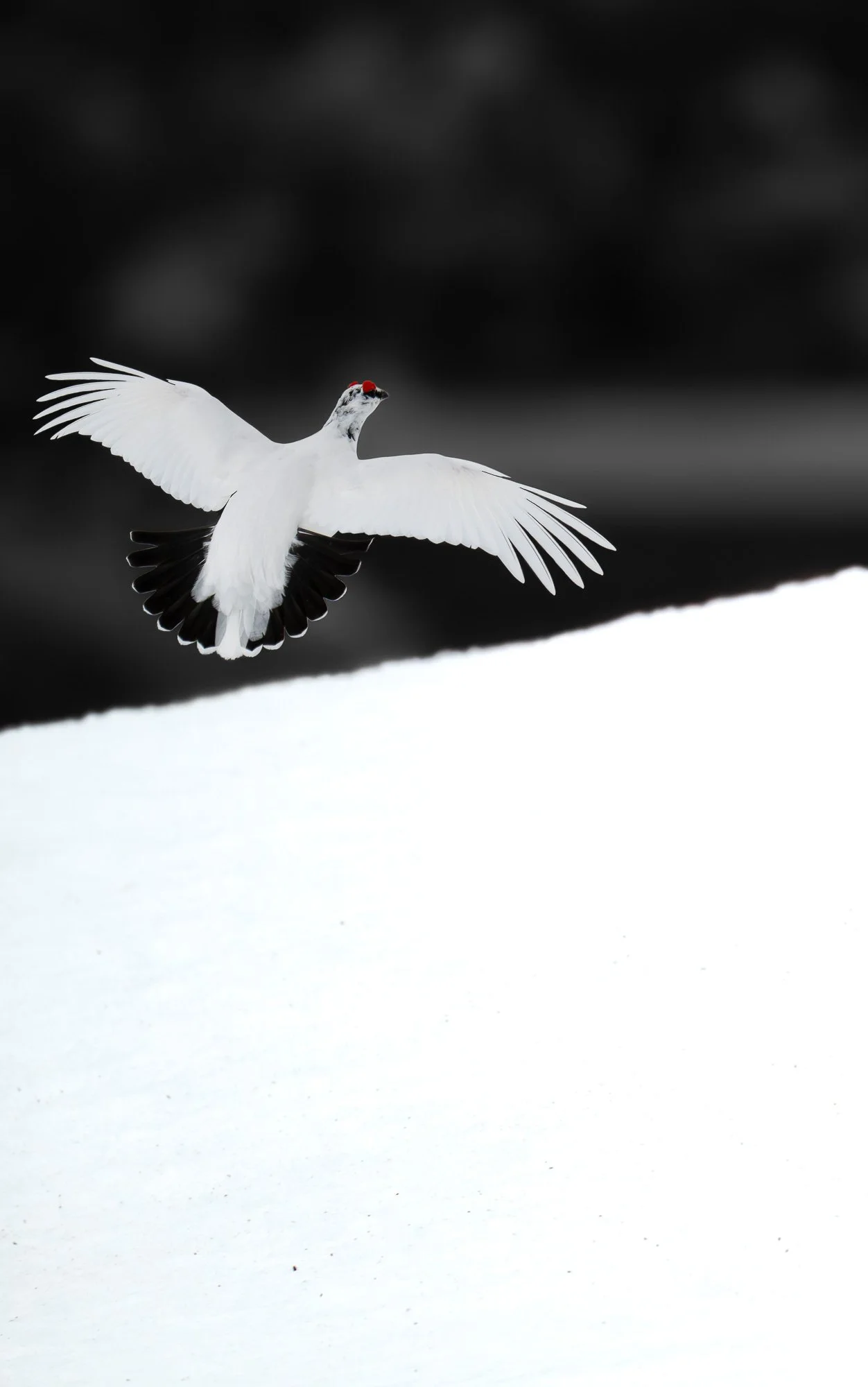 Une mouette blanche en vol avec des ailes déployées, sur un fond noir et blanc, avec une surface enneigée en bas de l'image.
