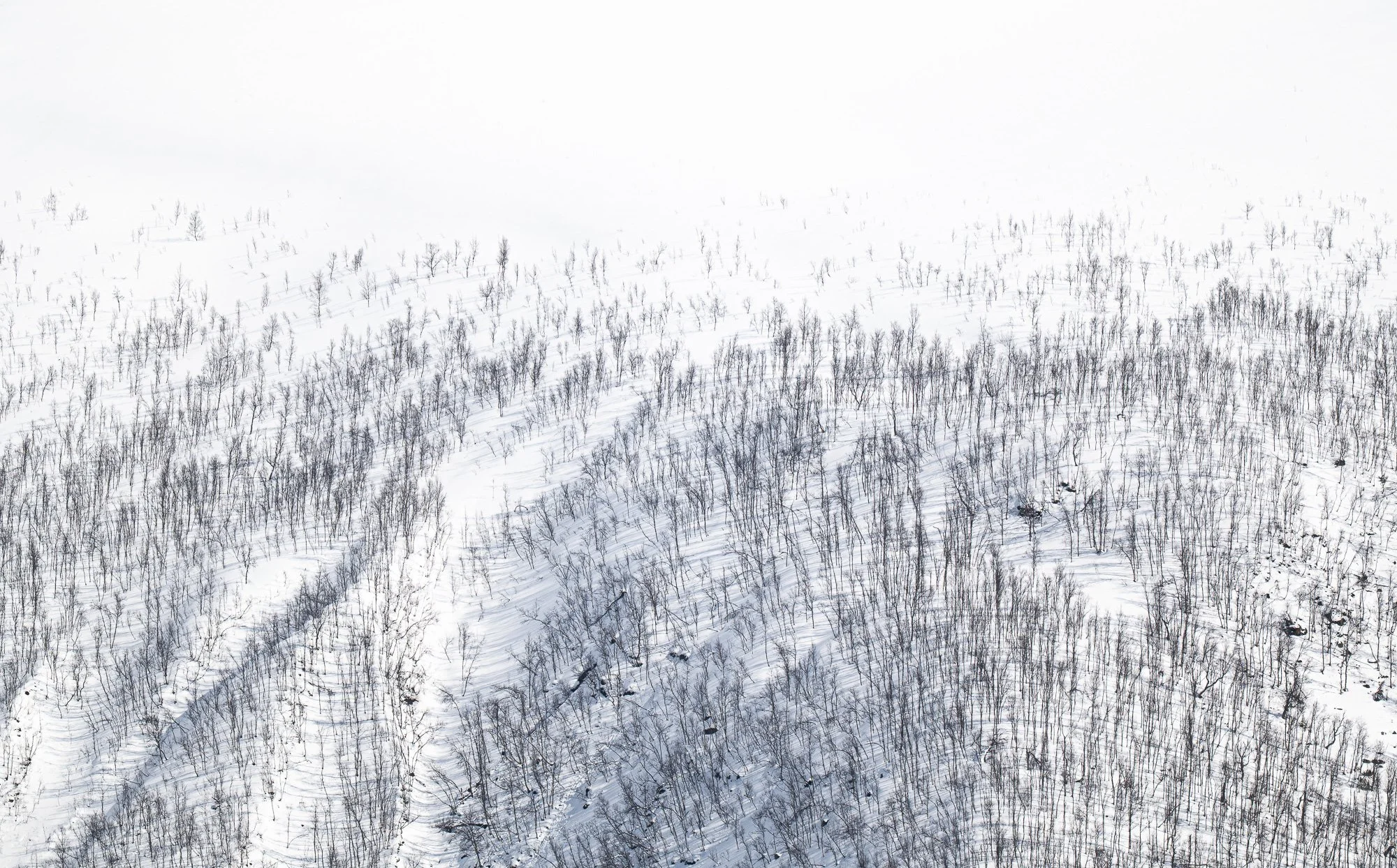 Vaste étendue de terrain enneigé avec de nombreux arbres dénudés, dispersés sur la pente d'une colline ou d'une montagne, sous un ciel nuageux et gris.