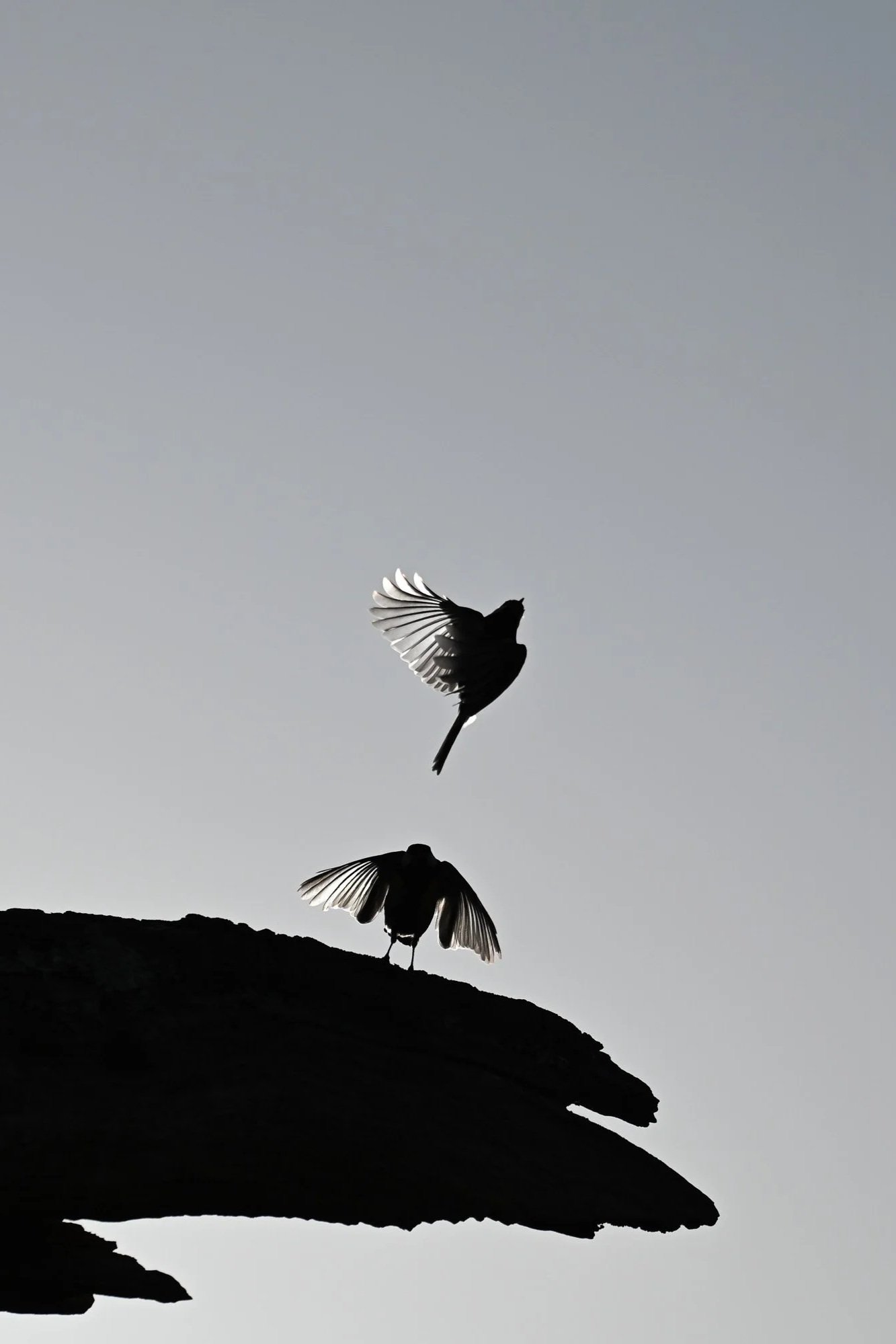 Deux oiseaux en vol au-dessus d'une silhouette rocheuse contre un ciel gris.