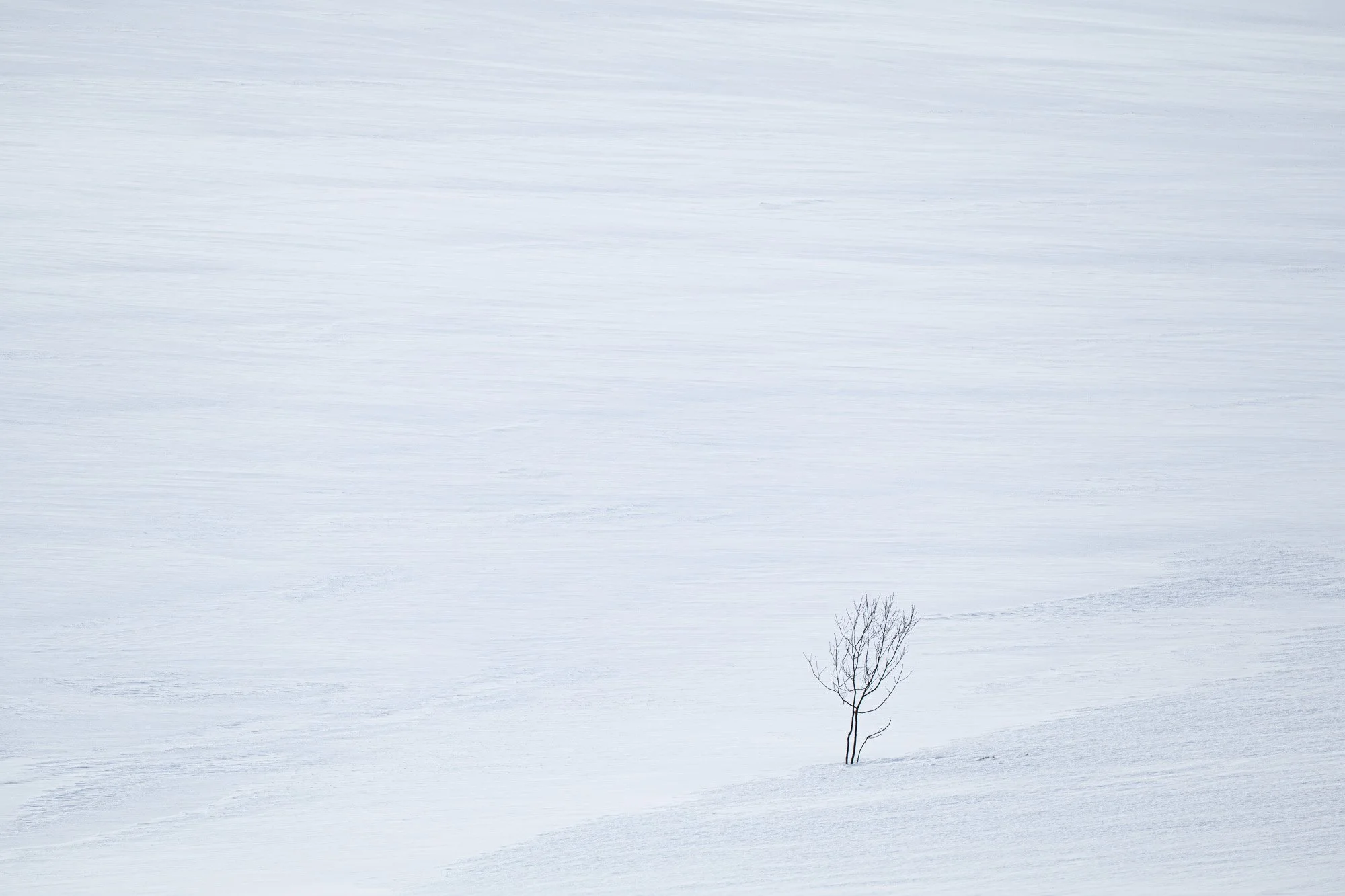 Un paysage enneigé avec un arbre seul au centre, sous un ciel gris clair.