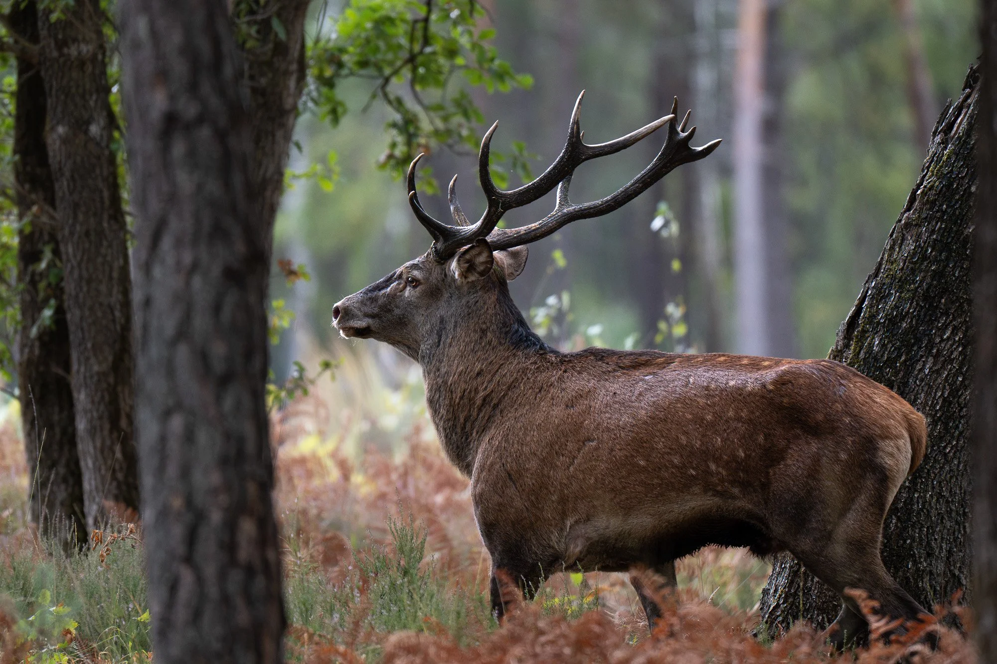 Un cerf dans une forêt, vu en profil, entouré d'arbres et de végétation.