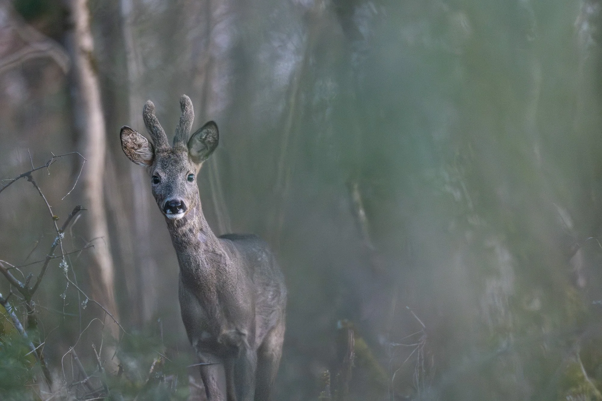 Jeune cerf dans une forêt brumeuse, regardant vers la caméra, avec des branches autour.