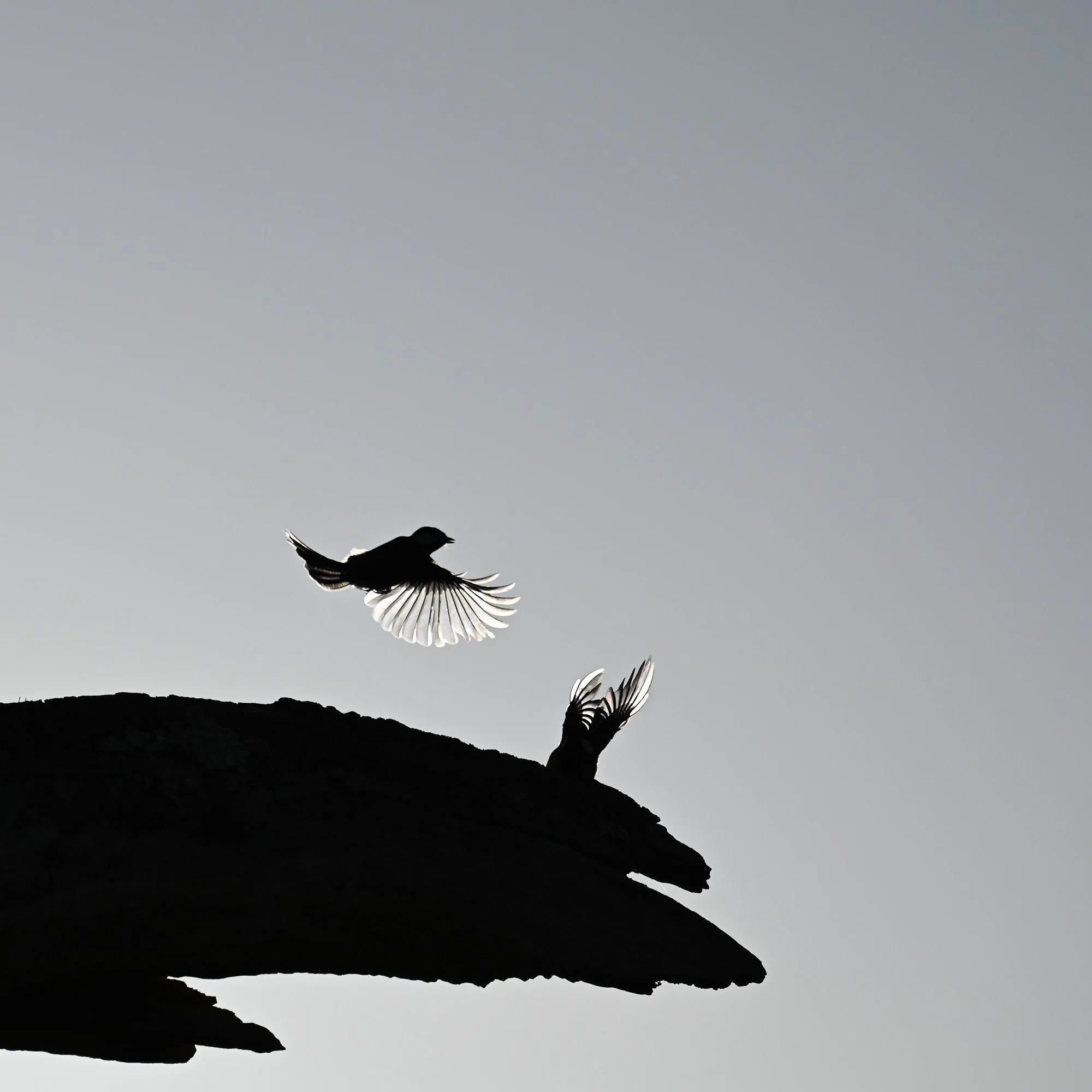 Un oiseau en vol silhouette noire contre un ciel nuageux, perché sur une falaise rocheuse.